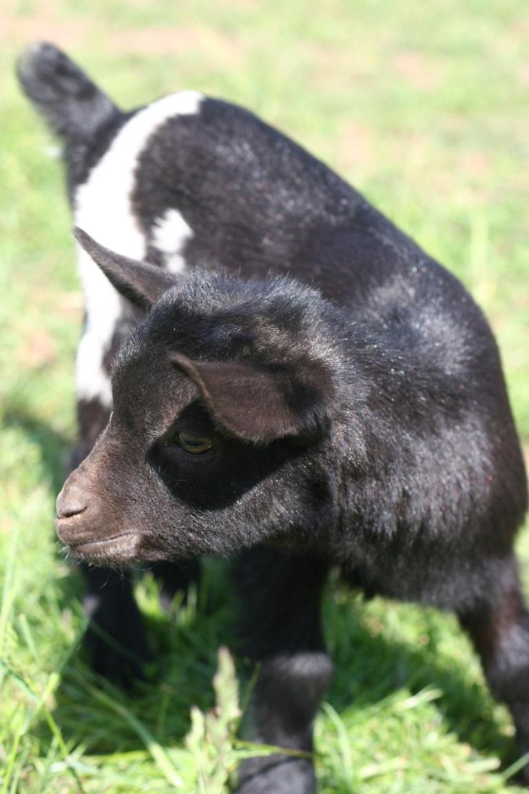Farma Basarovi