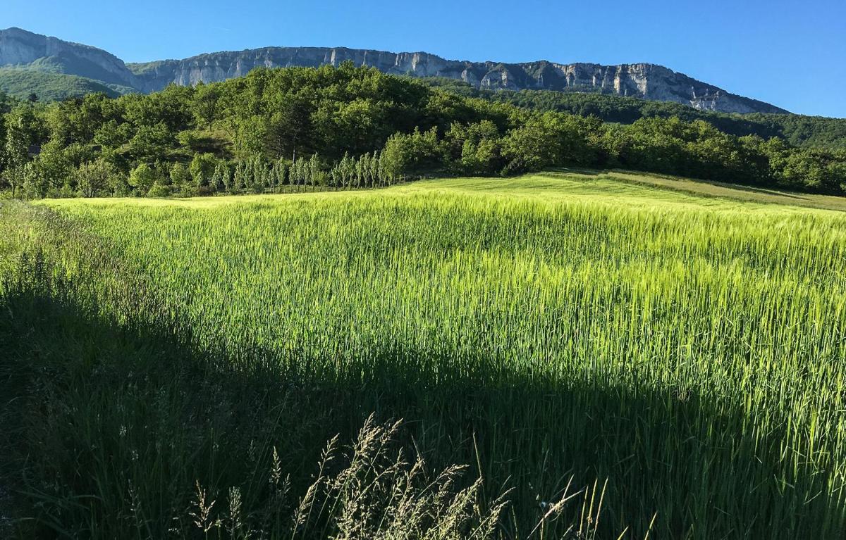Les Hirondelles