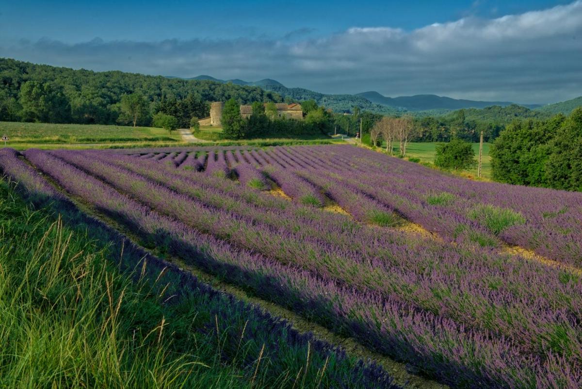 Les Hirondelles