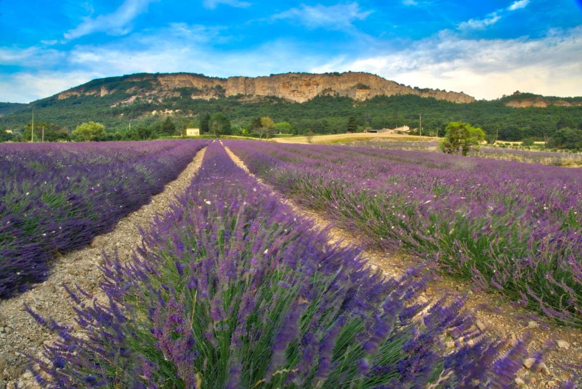 Les Hirondelles