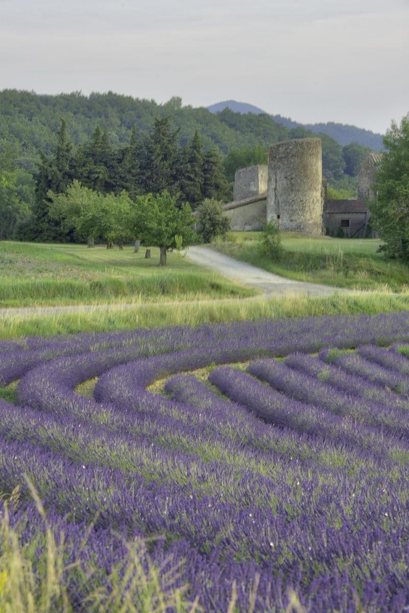 Les Hirondelles