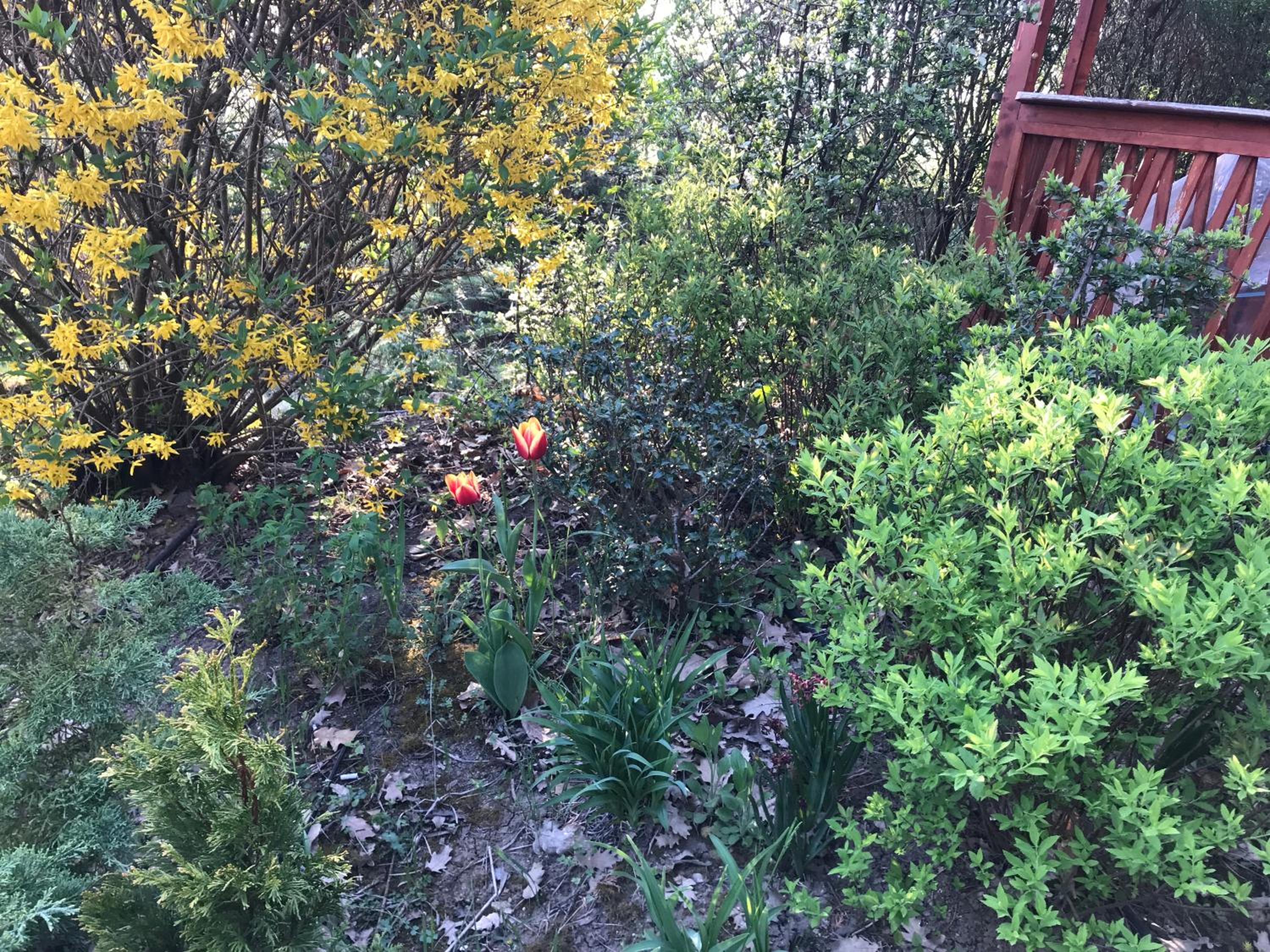 Photo 36