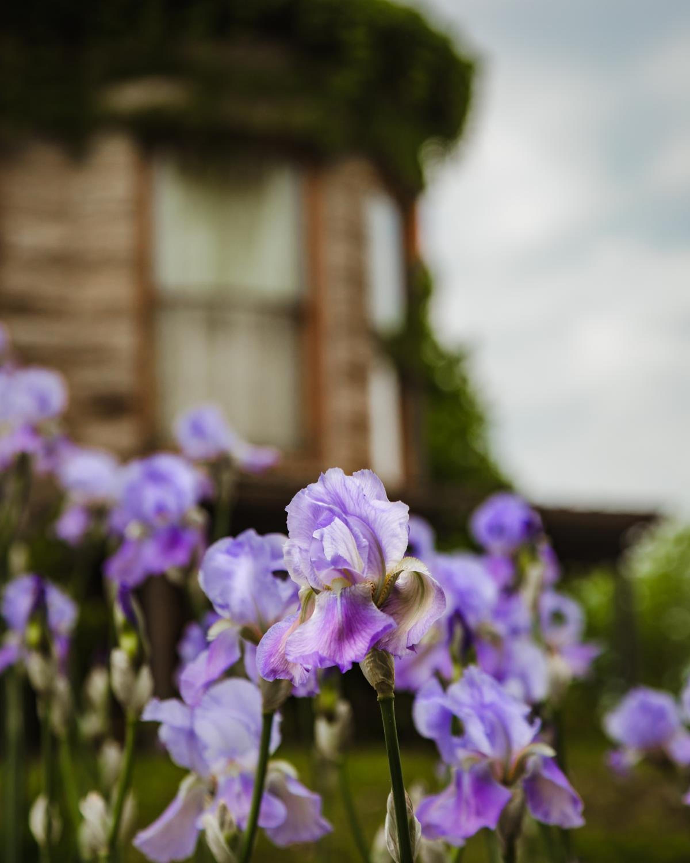 The Mansion at Elfindale