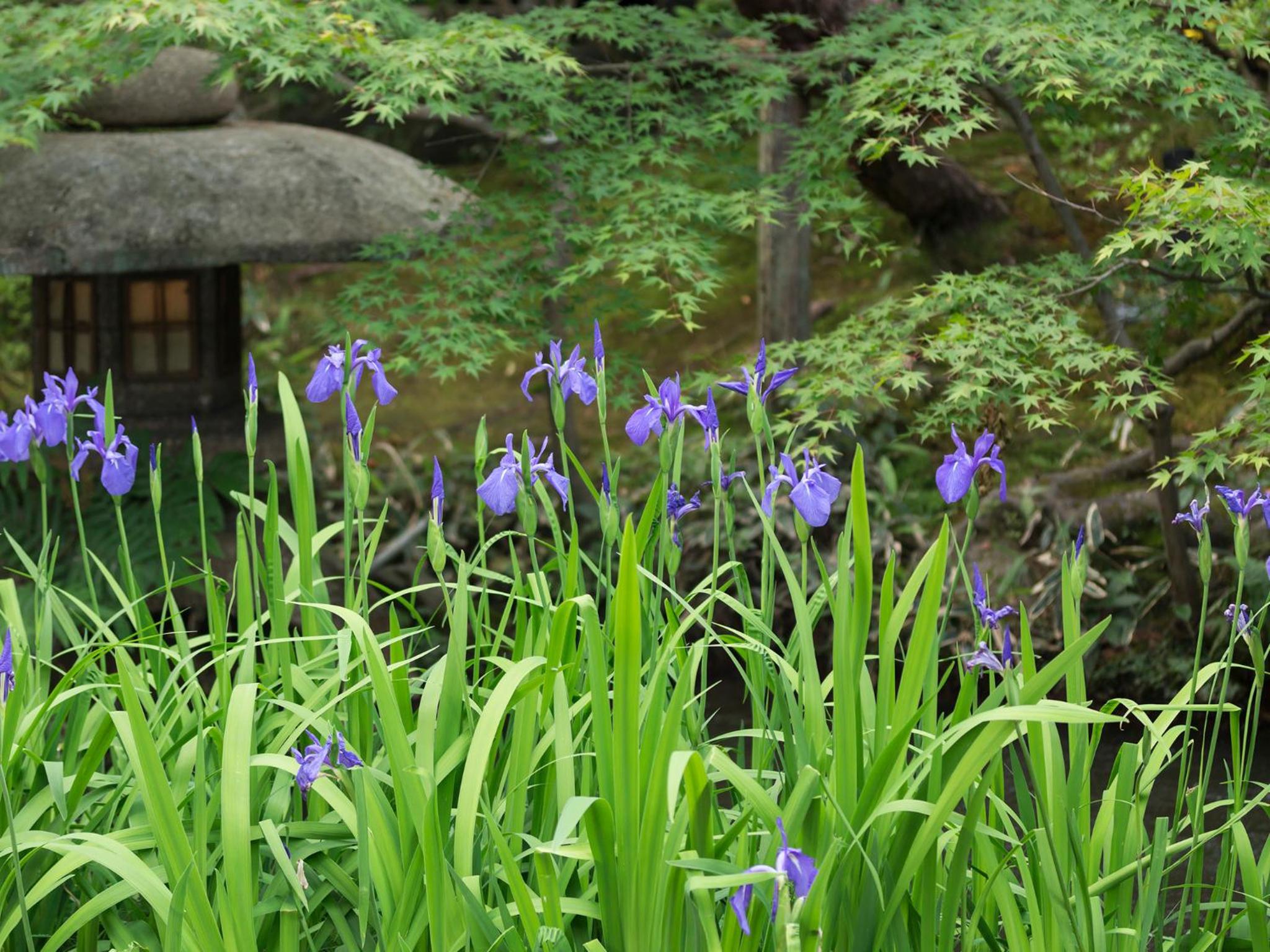 Nanzenji sando KIKUSUI