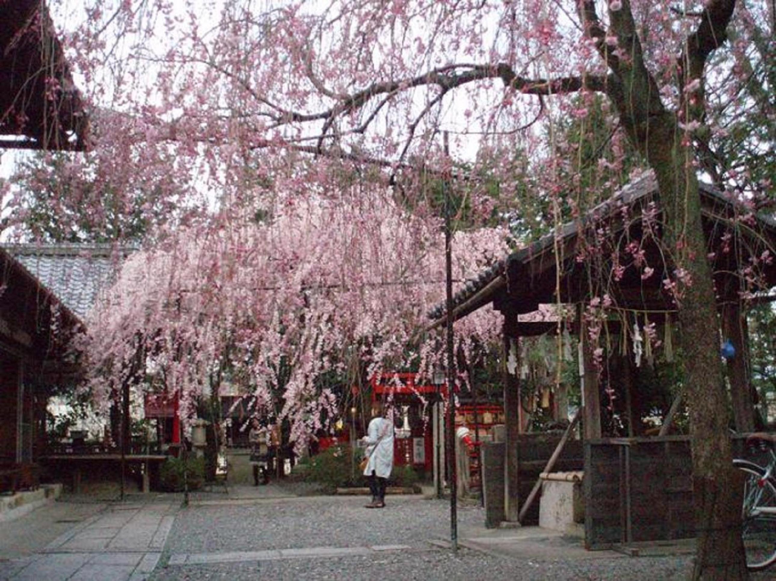 Kamuroan
