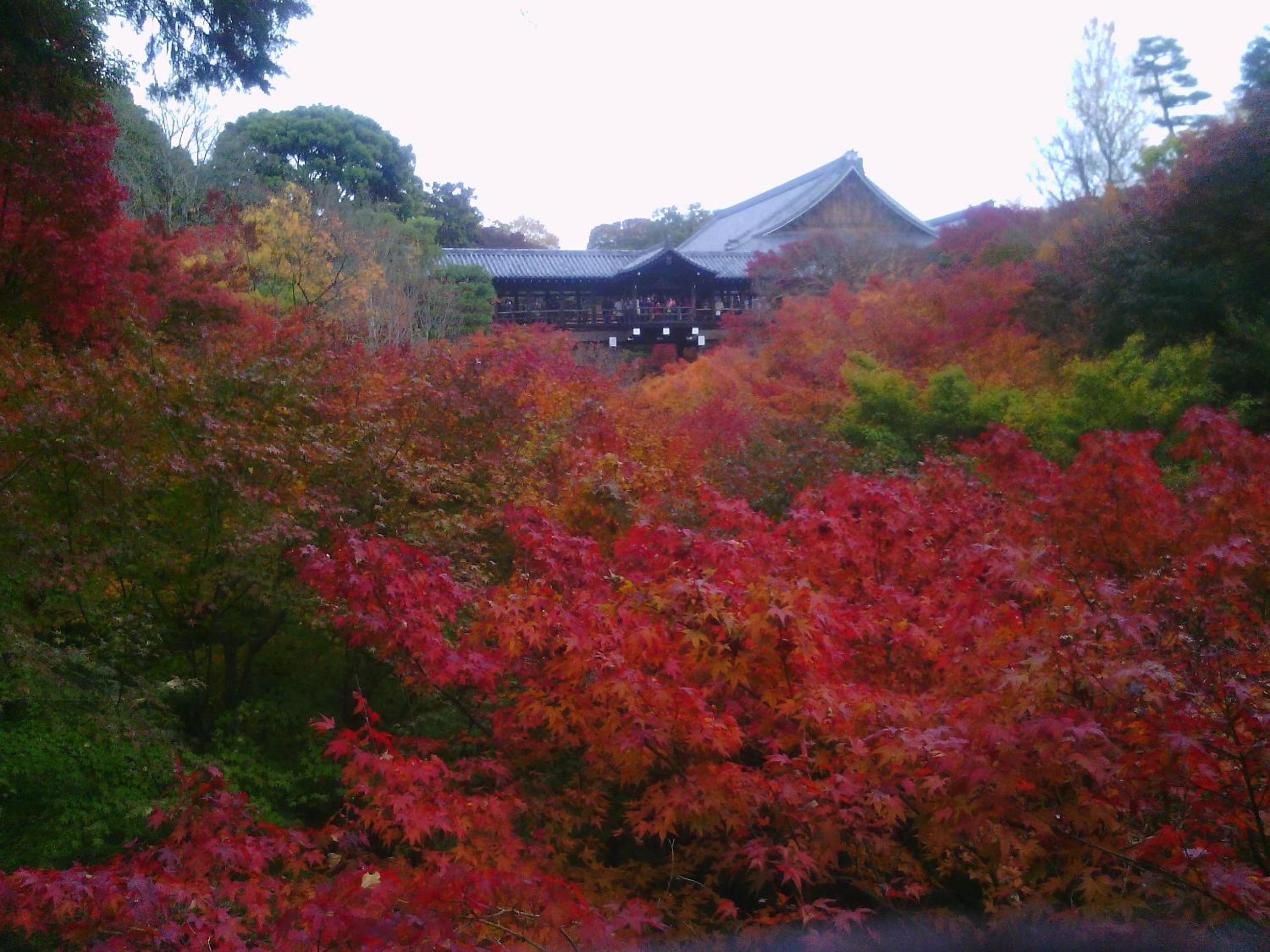 Kamuroan