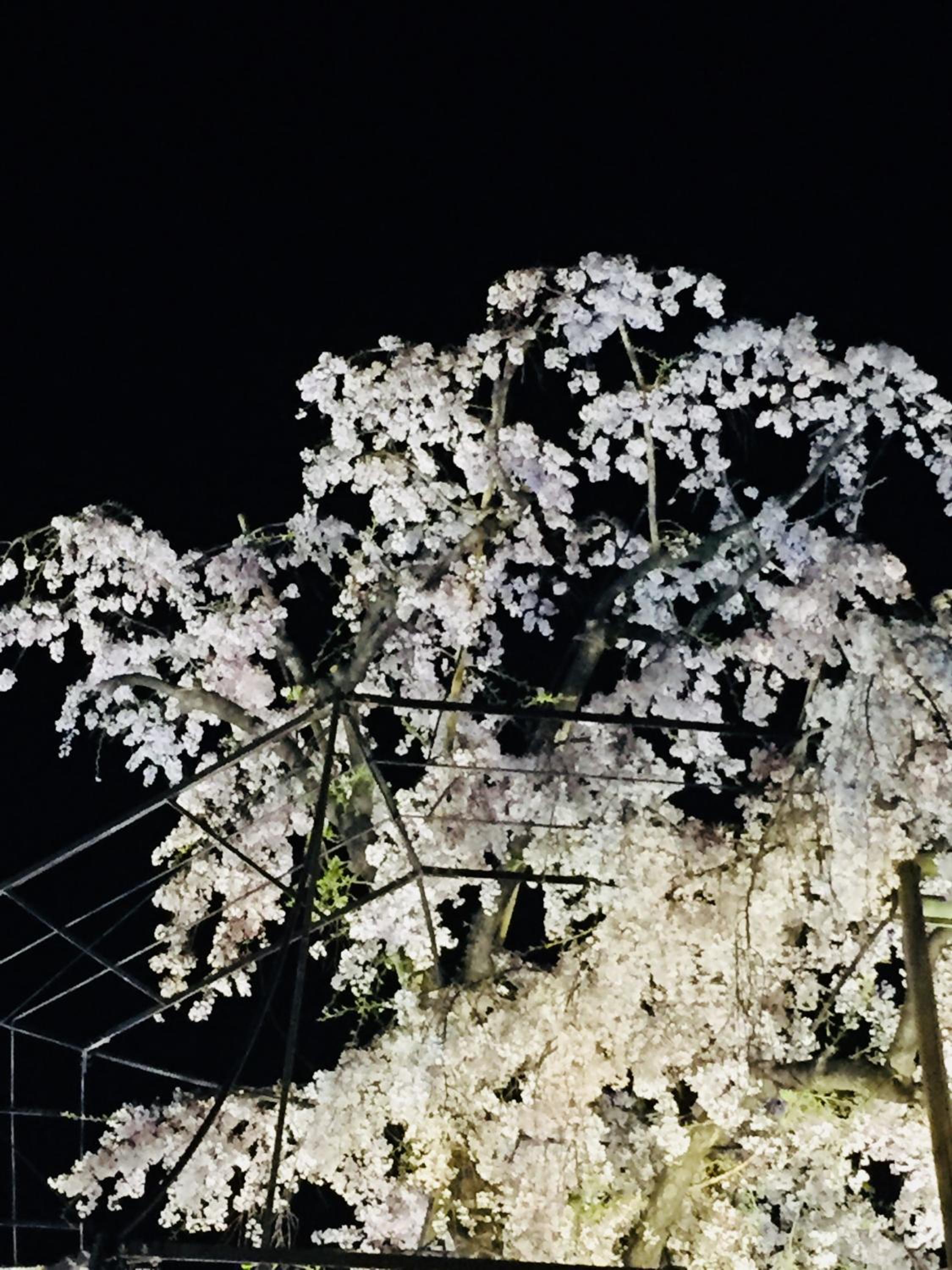 Gallery Nozawa Inn