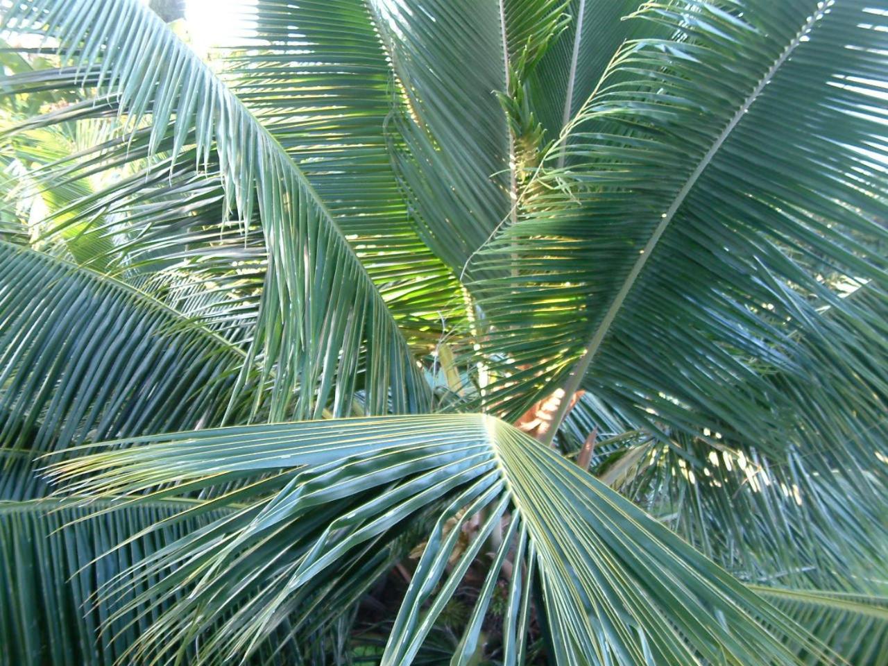 The Great Kona Escape view 3