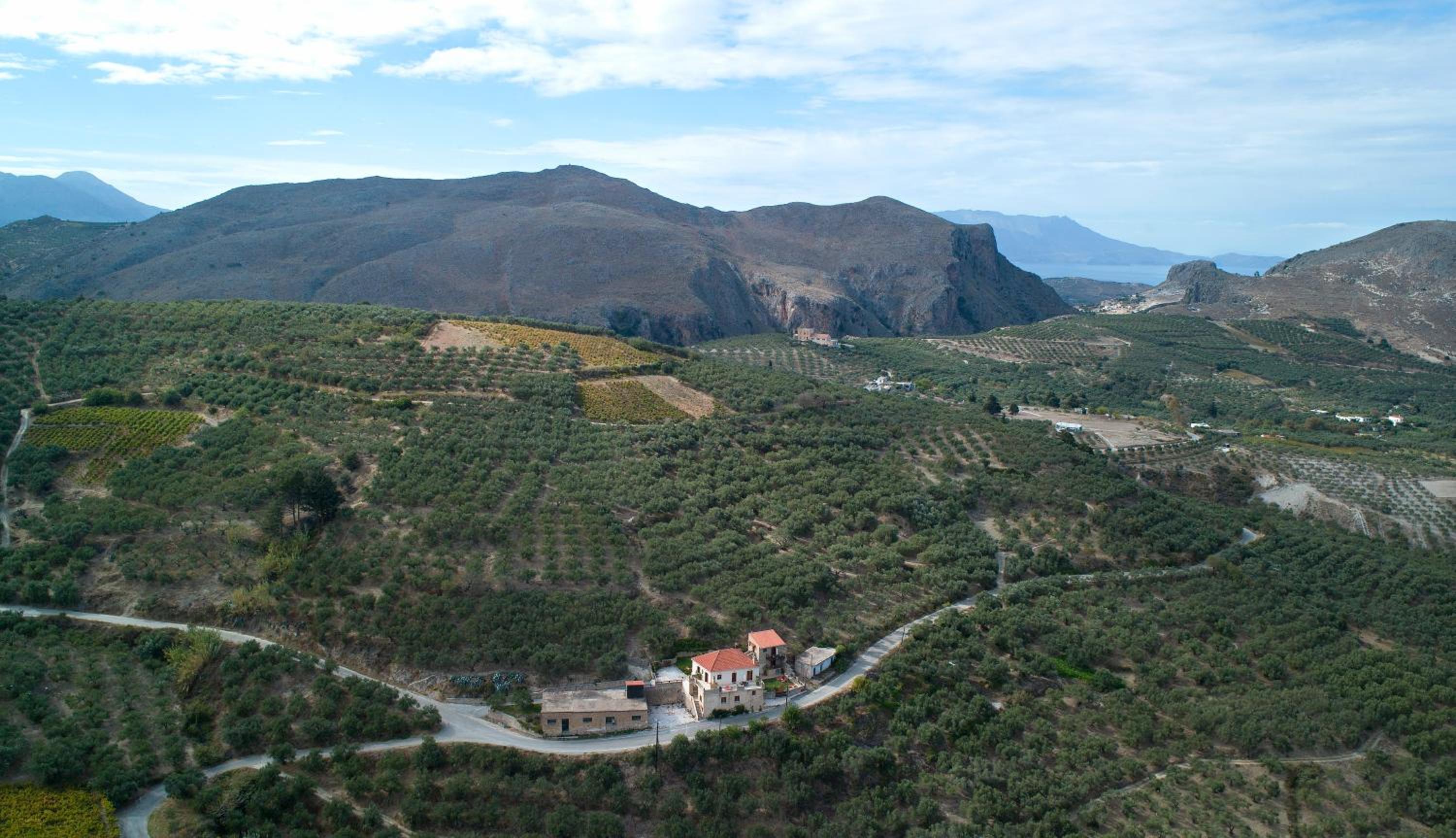 Olive Villas