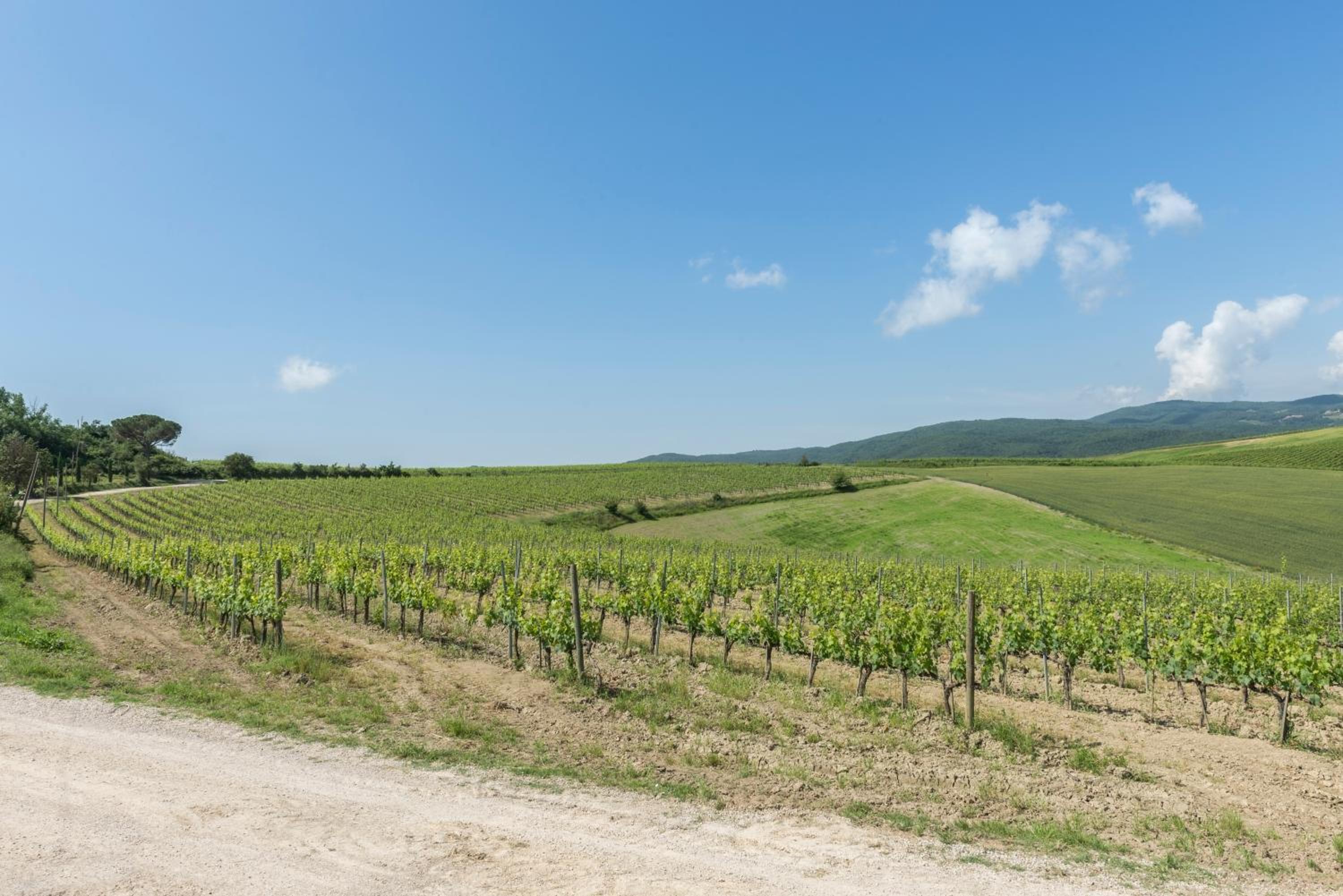Wine Resort Colsereno