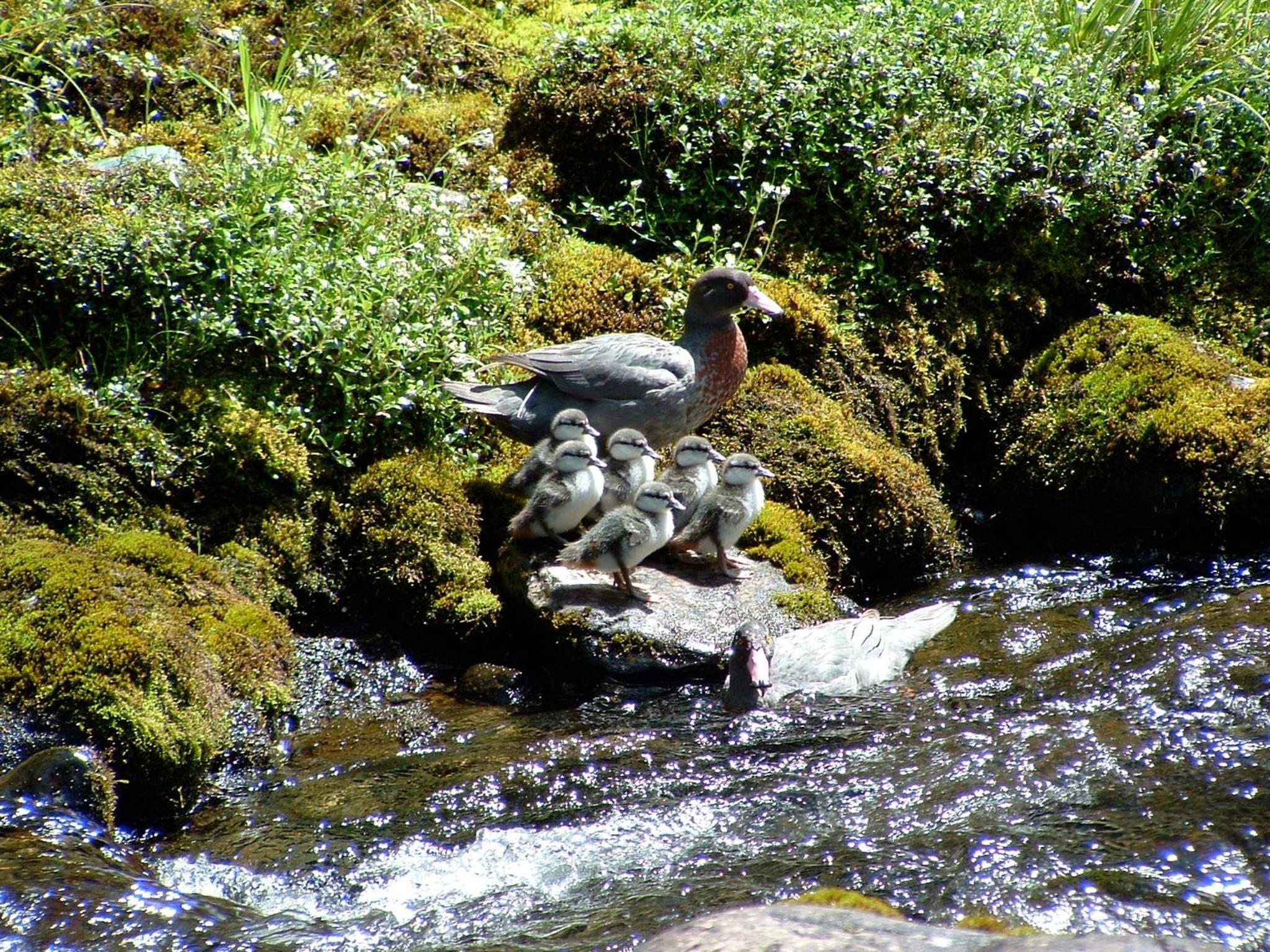 Photo 45