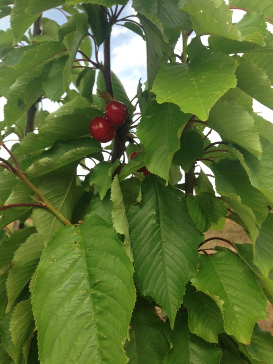 Photo 14