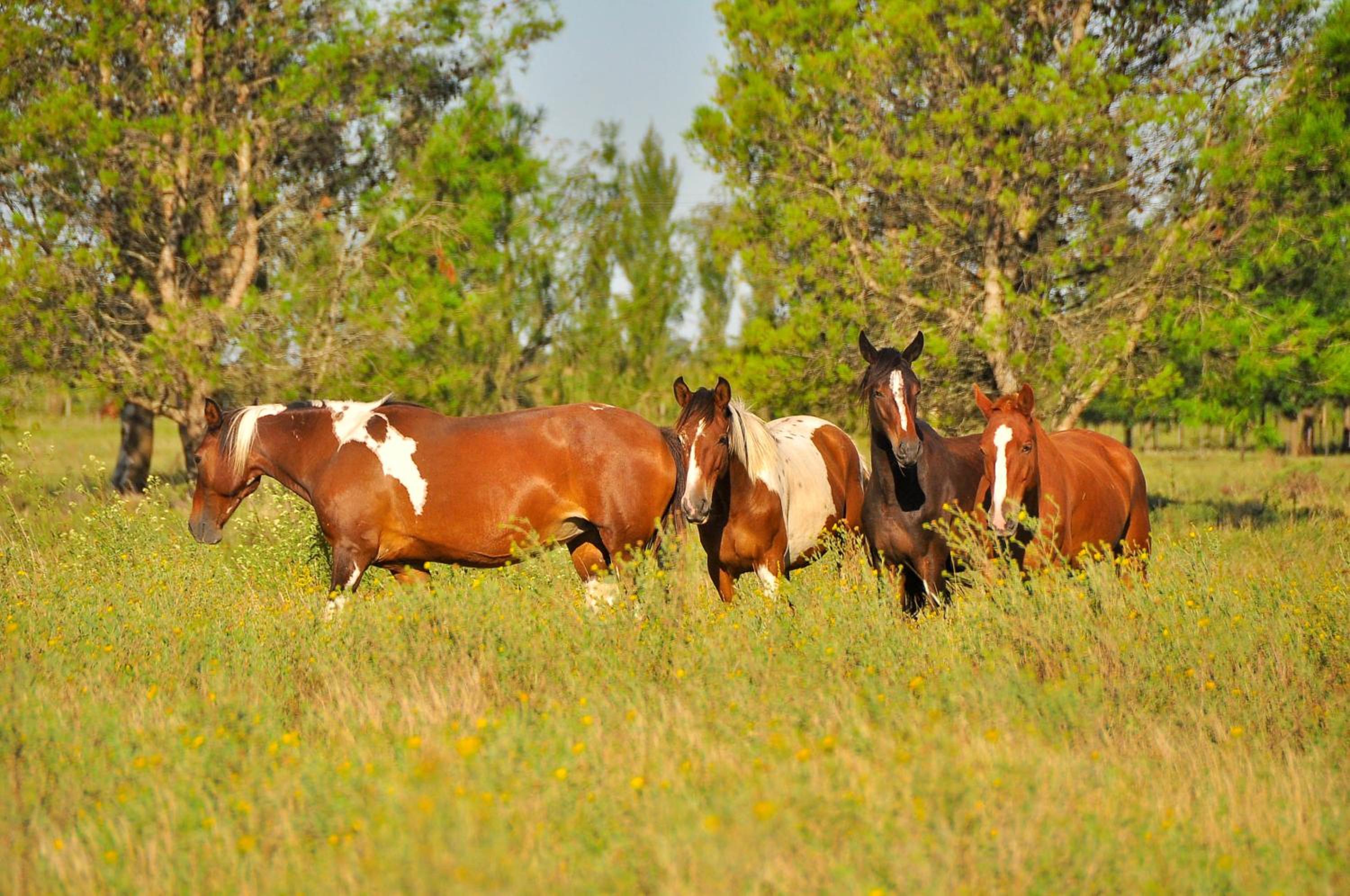 Los Vagones de Areco