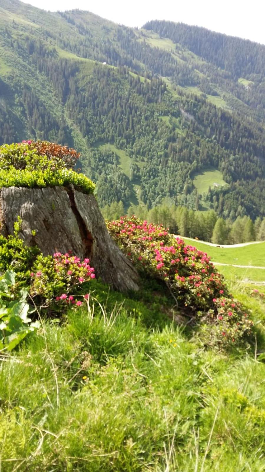 Rieserhof/Fam. Meißnitzer