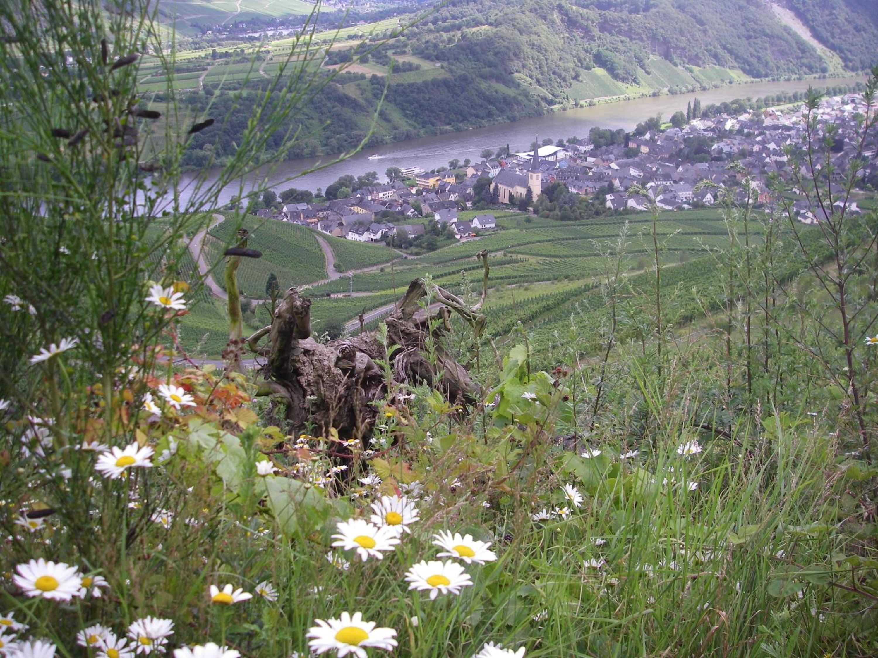 Weingut Bernd Hermes
