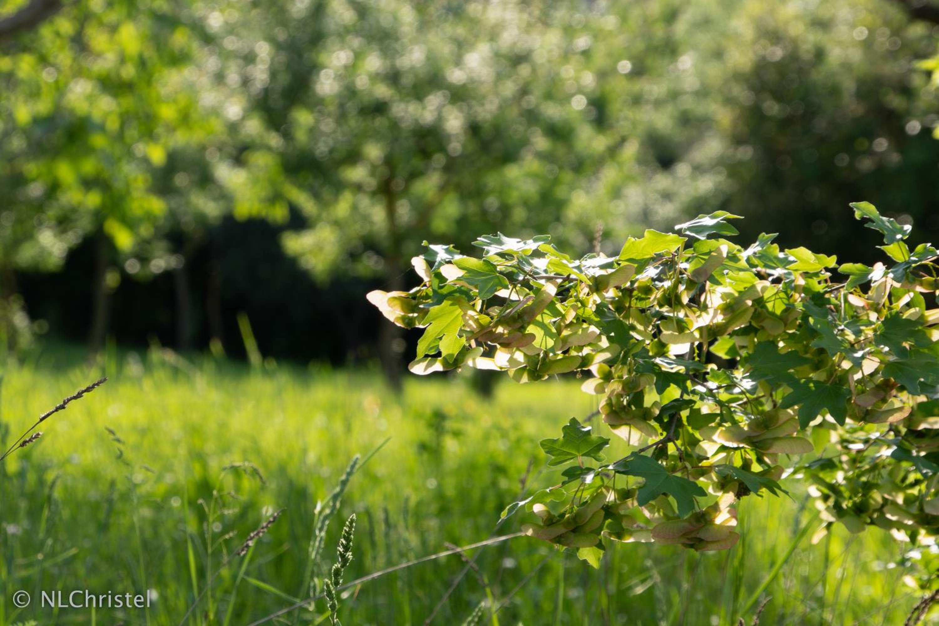 Agriturismo La Pietriccia