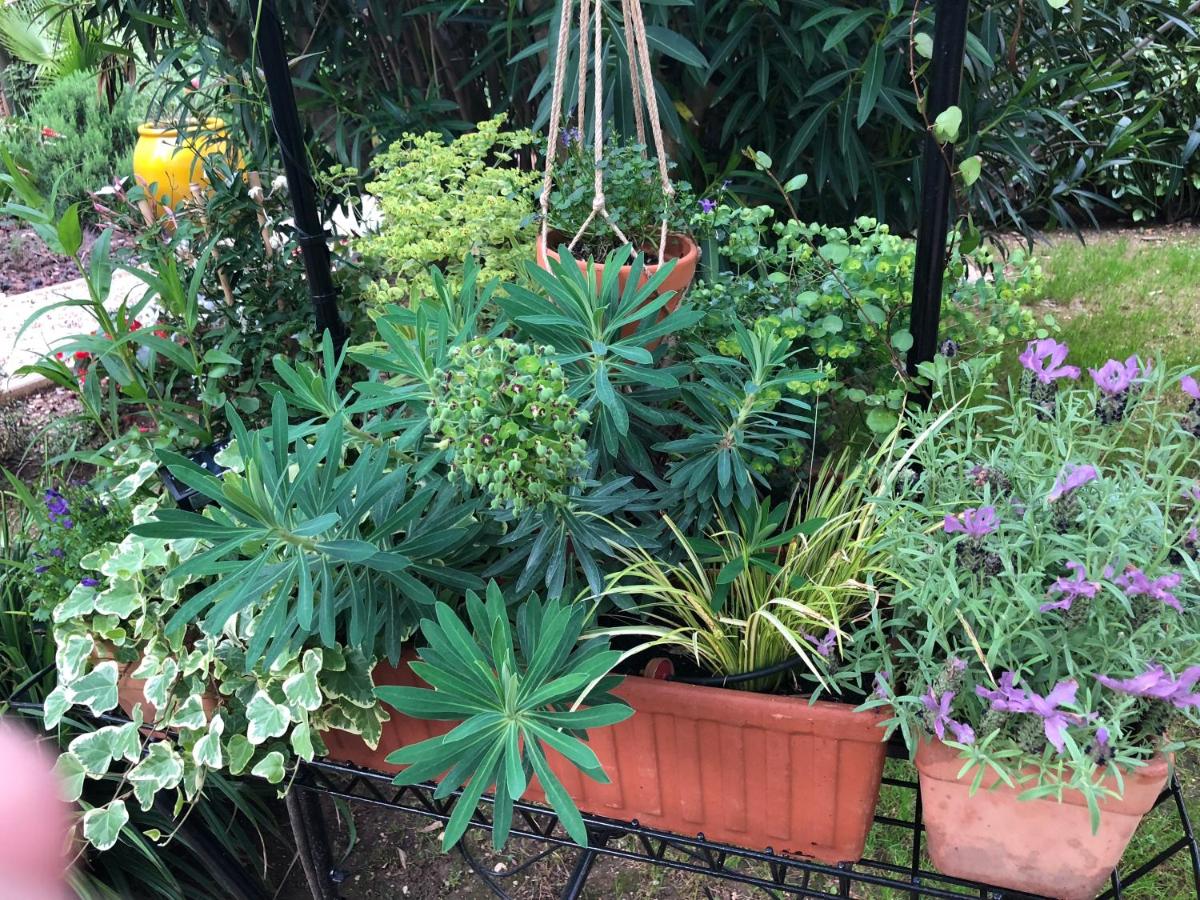 garden