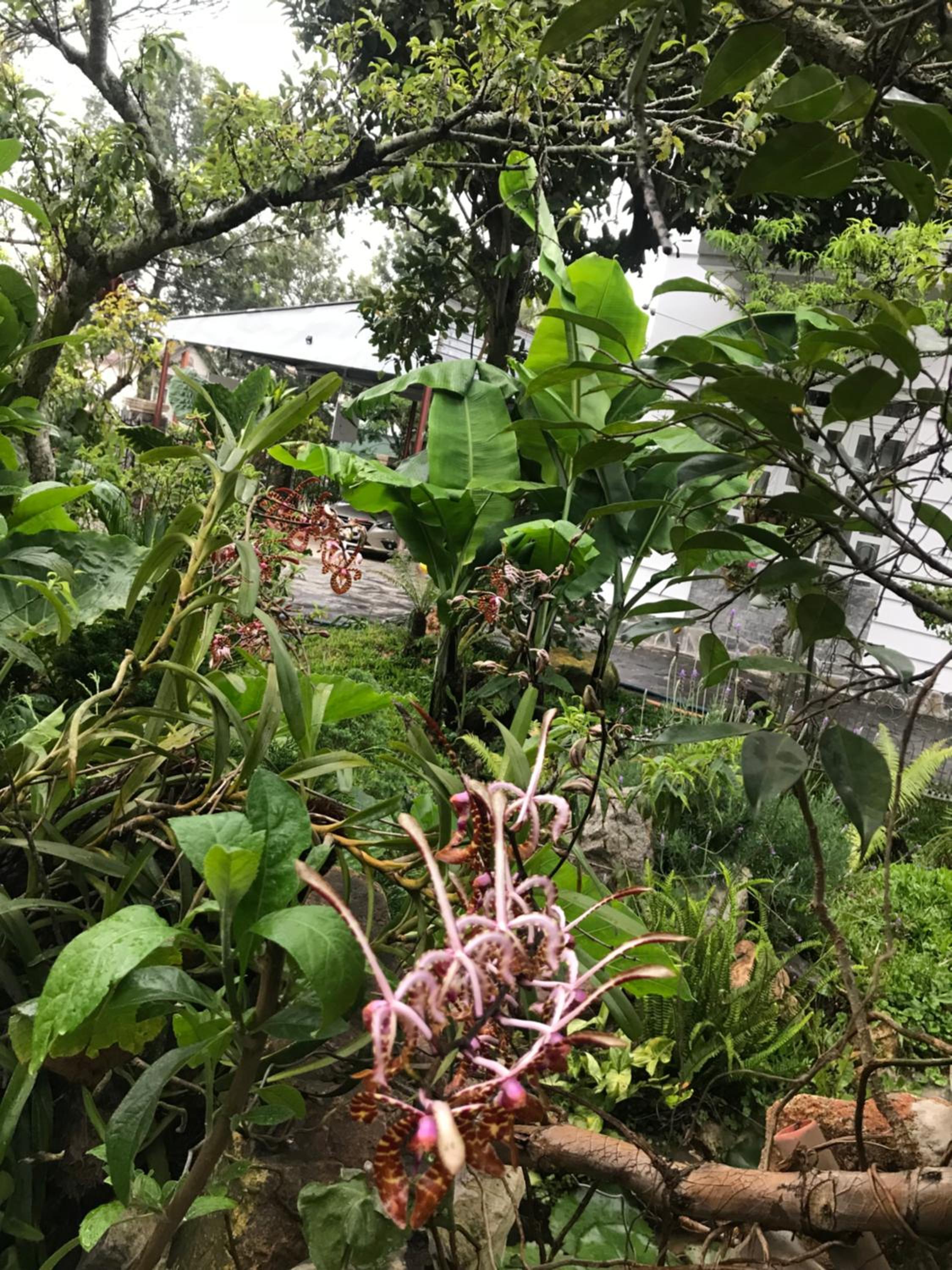 De Daisy Villa Homestay