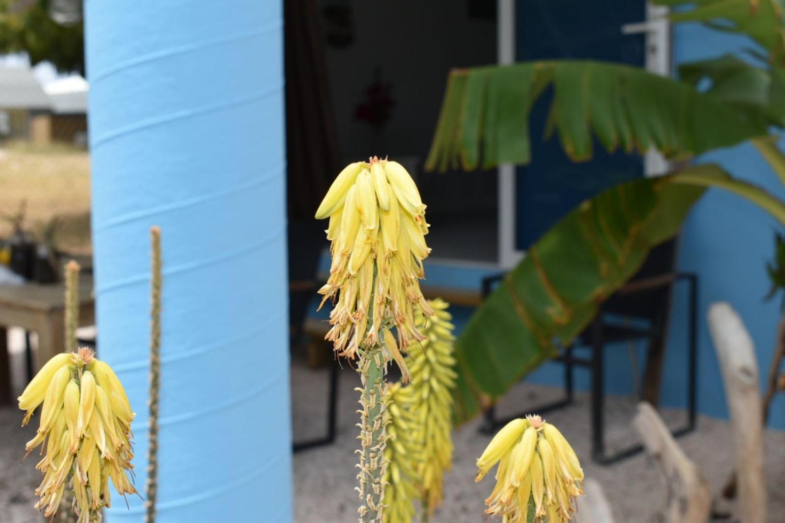 Tropical Breeze 