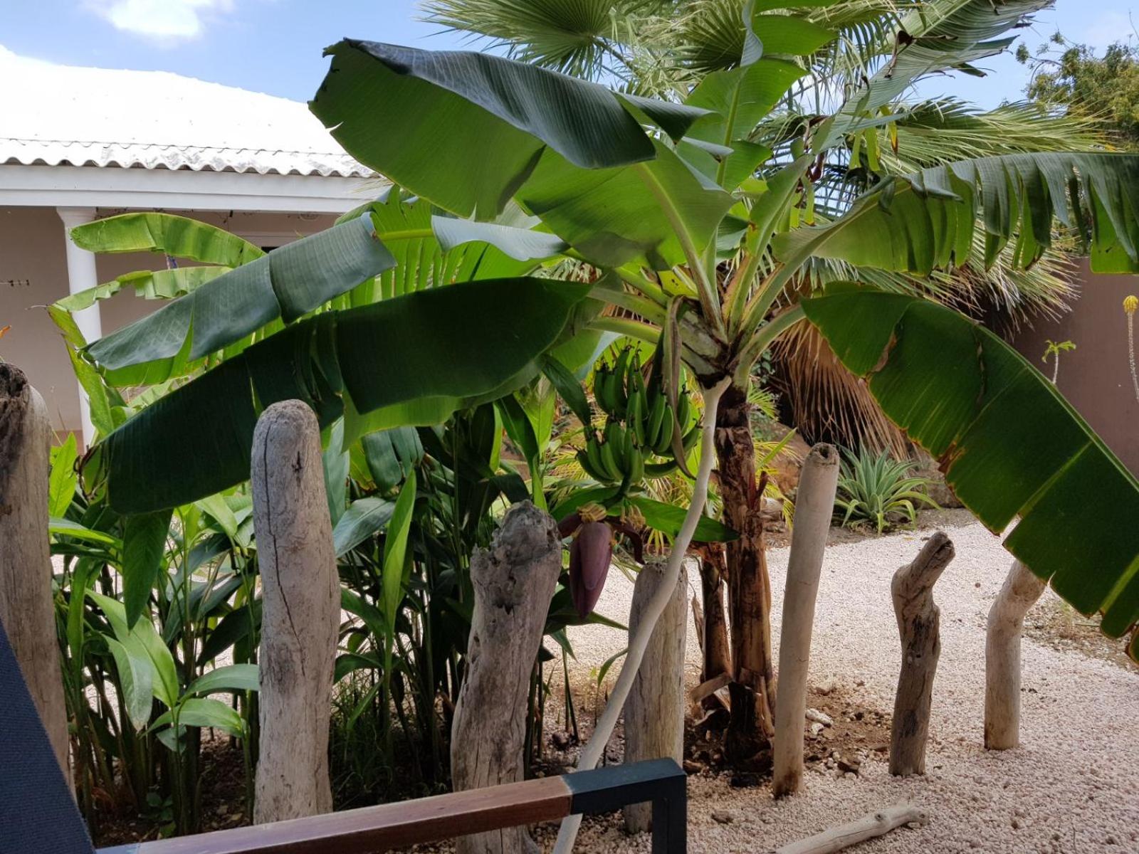 Tropical Breeze 