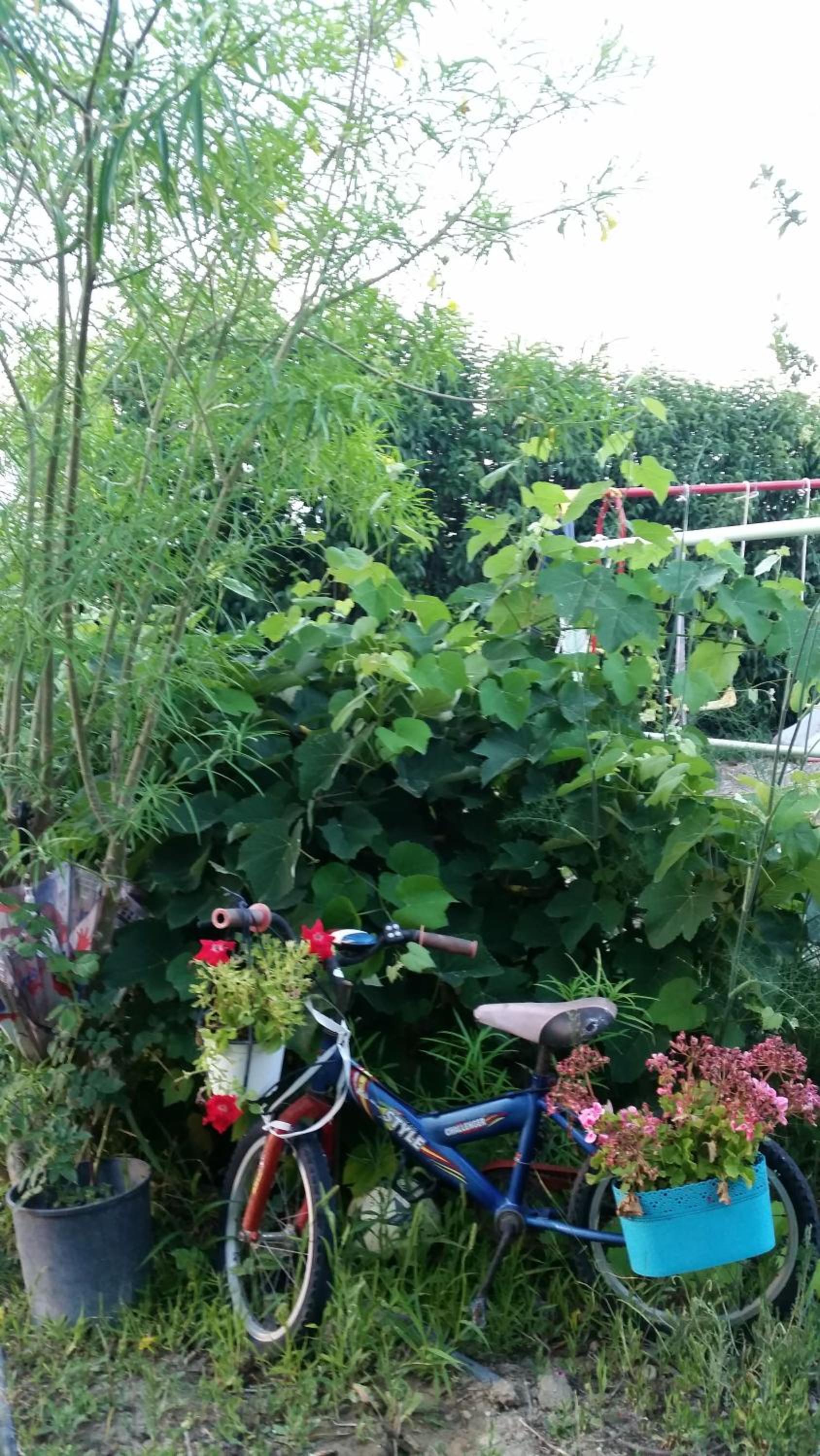 Photo 46