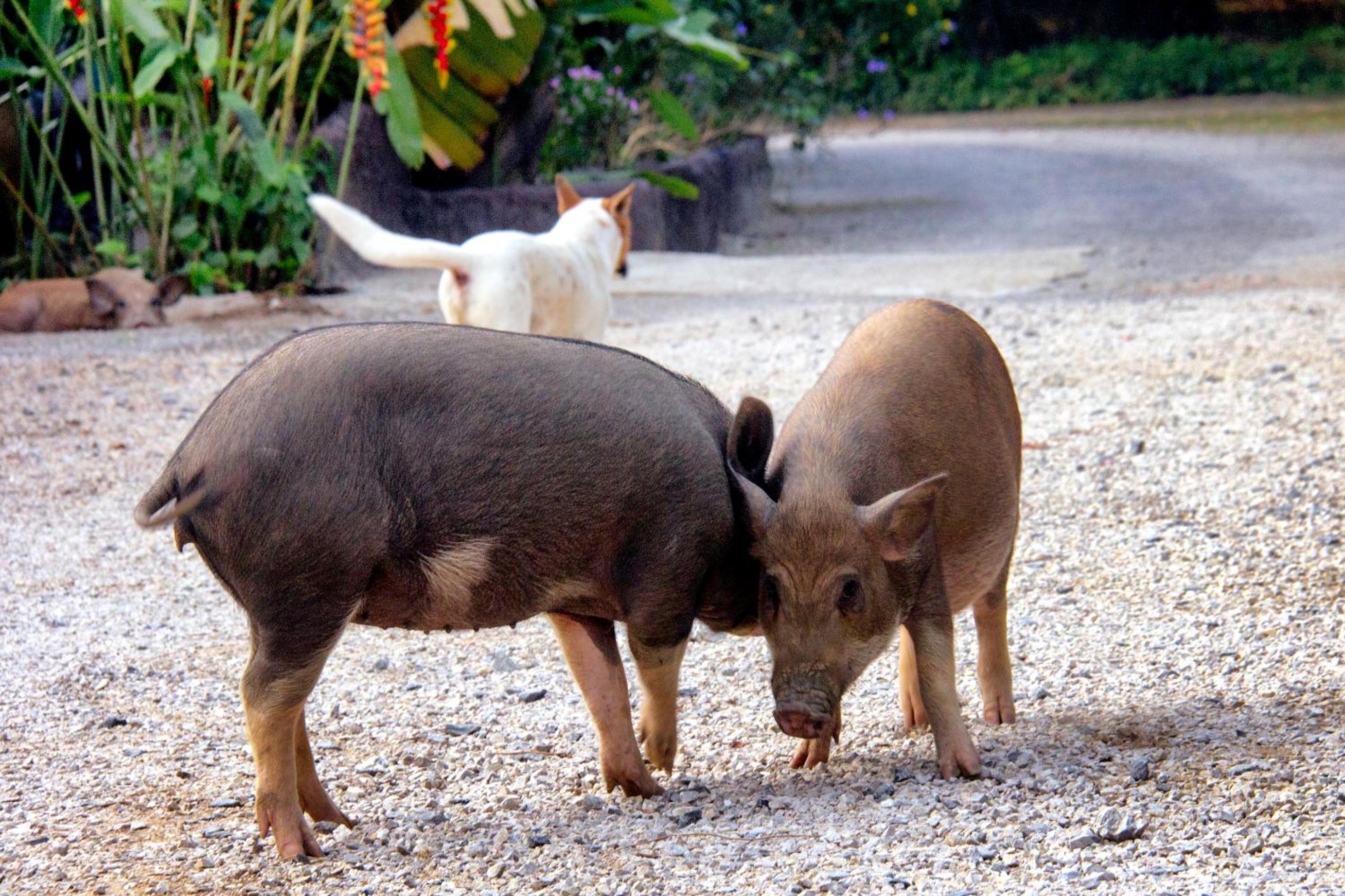 Photo 33