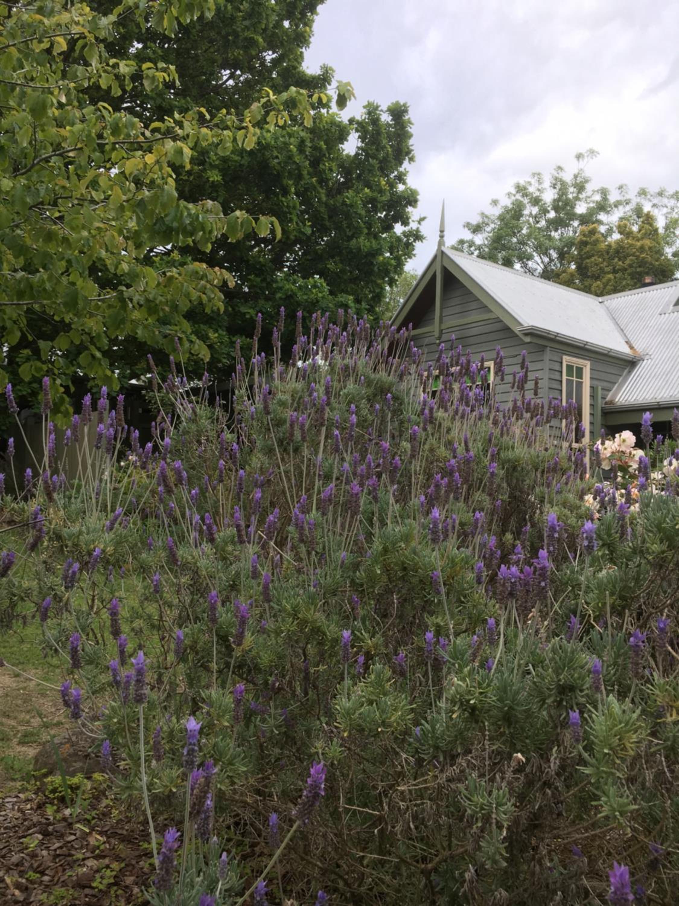 Oak Tree Lodge
