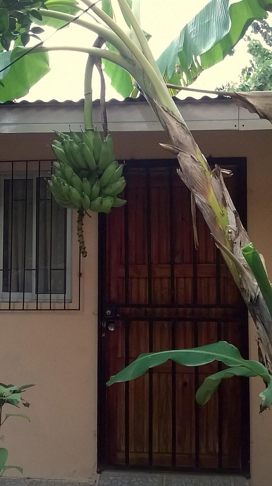 Mapi's House