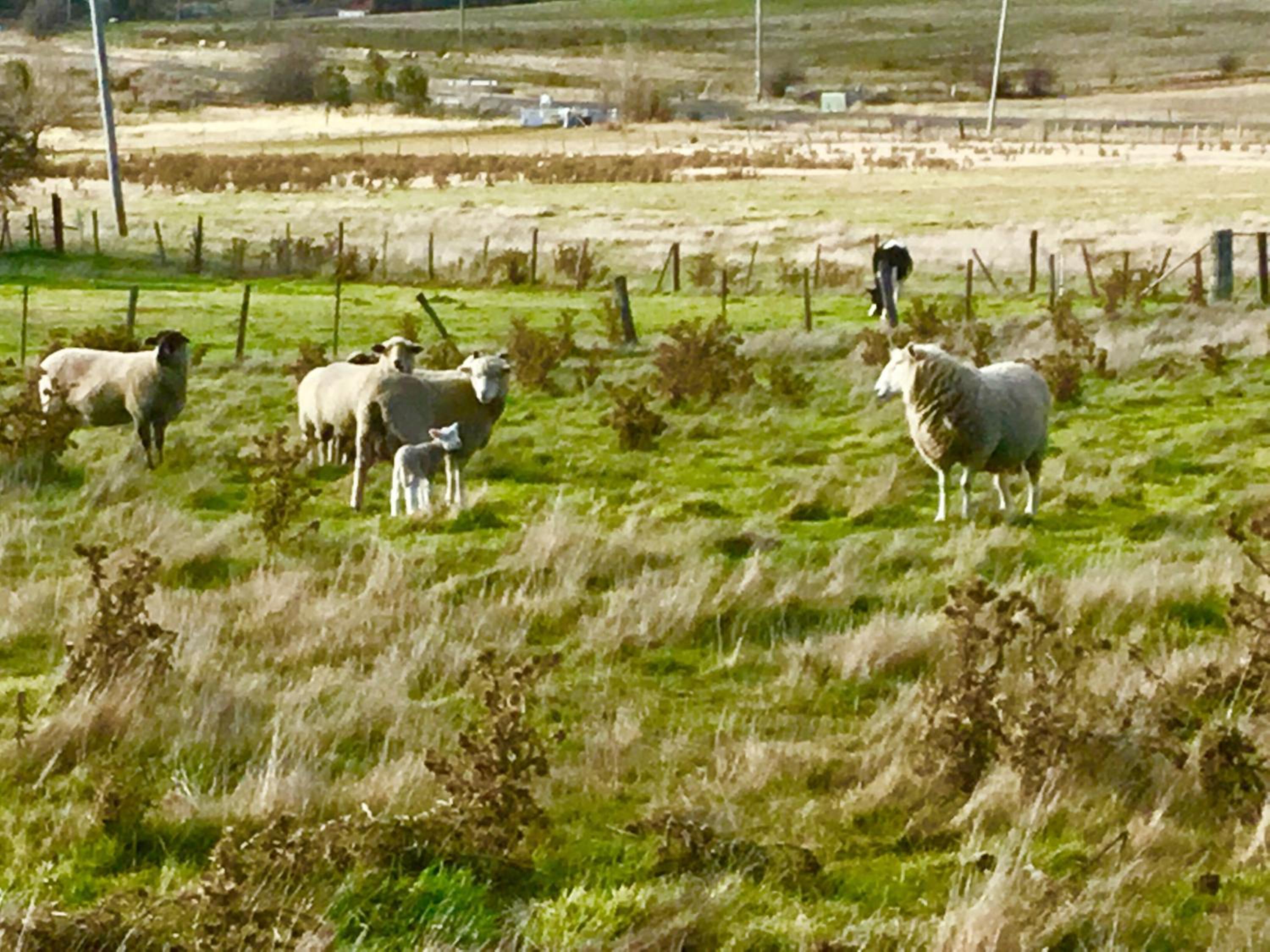 Shearers' Quarters Rathmore