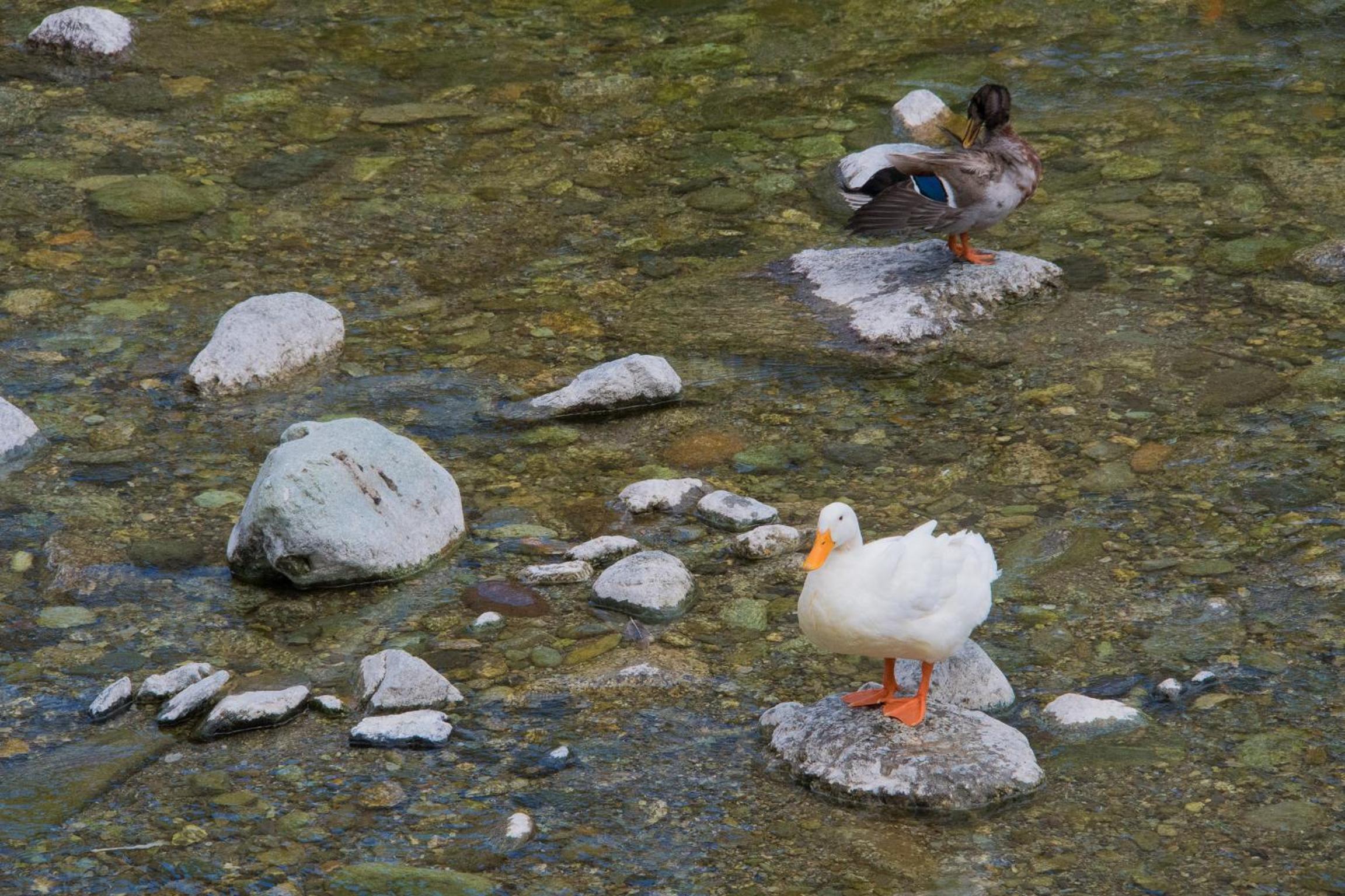Photo 48