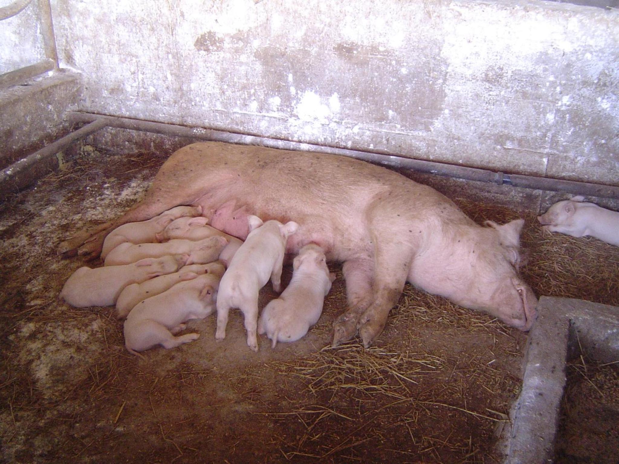 Agriturismo Agrifoglio