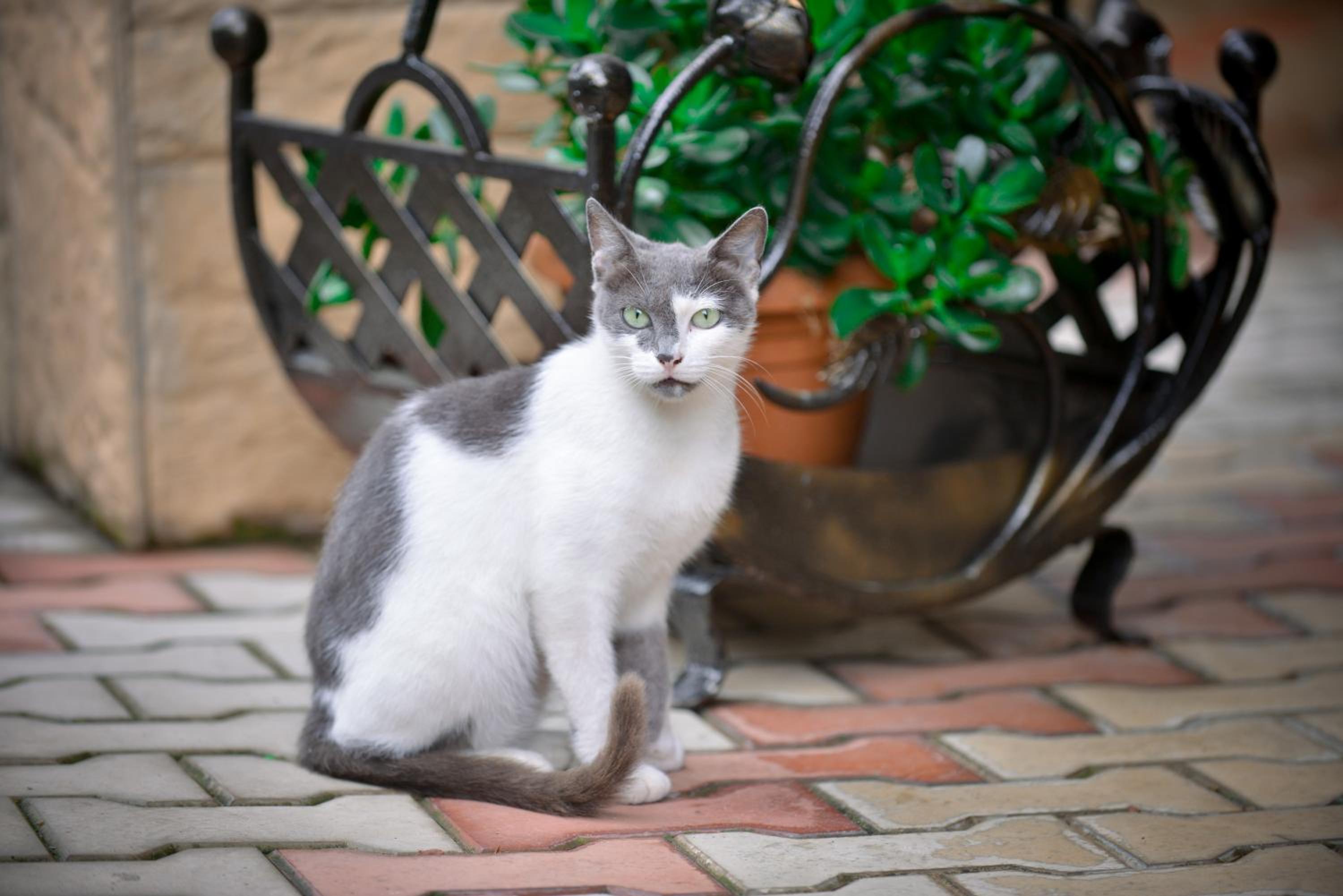 Sofia