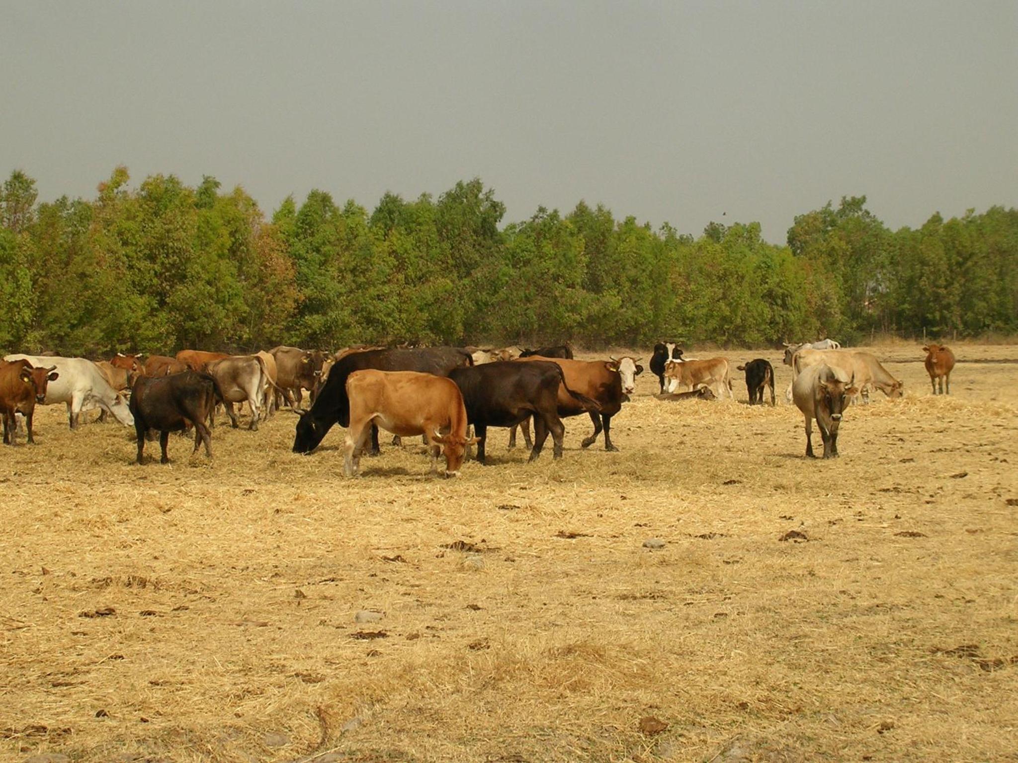 Agriturismo Agrifoglio