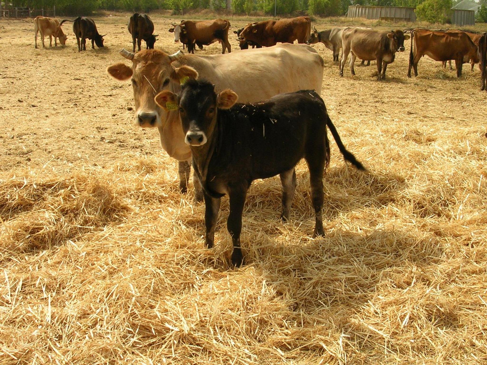 Agriturismo Agrifoglio