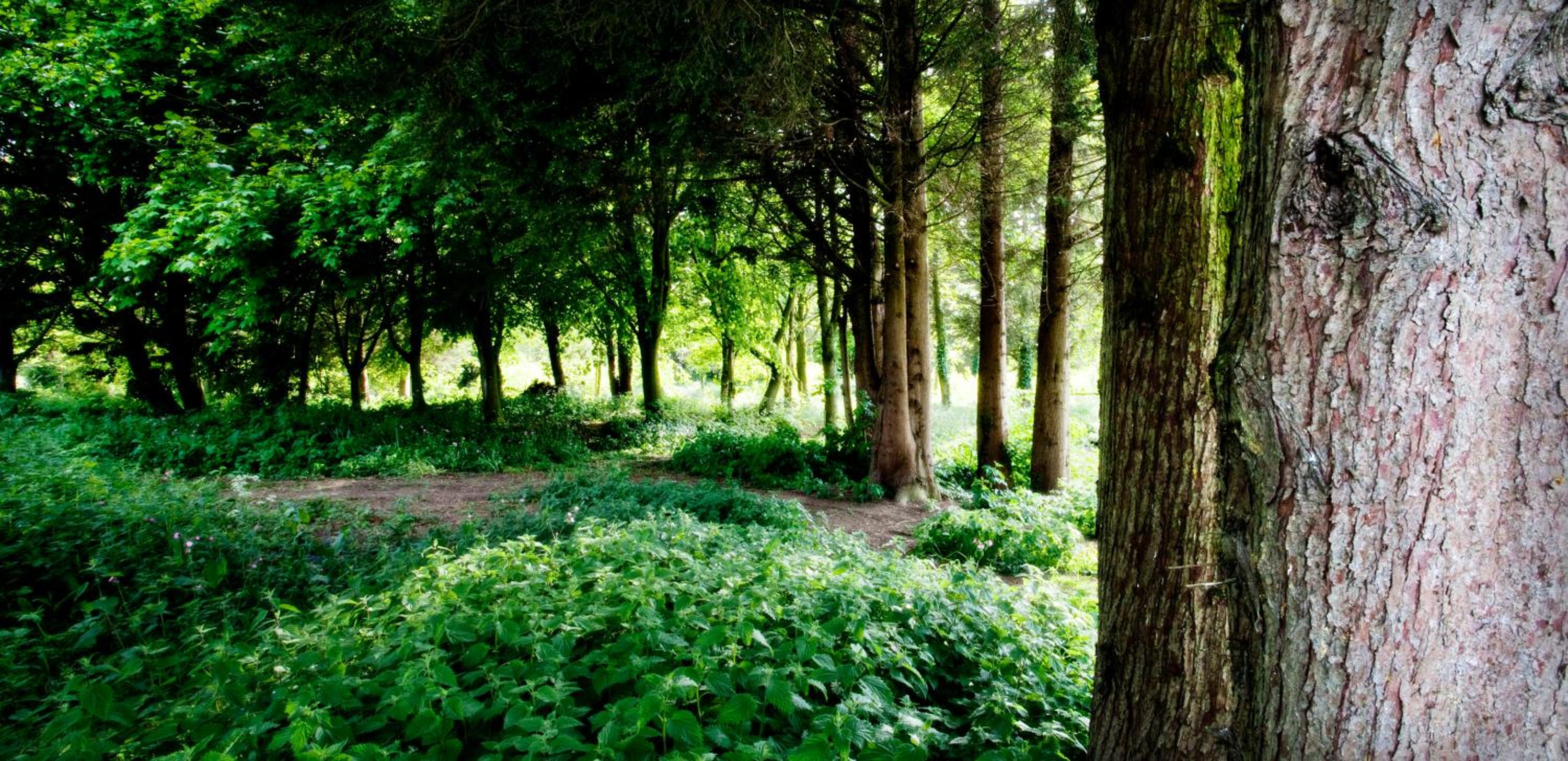 Photo 11