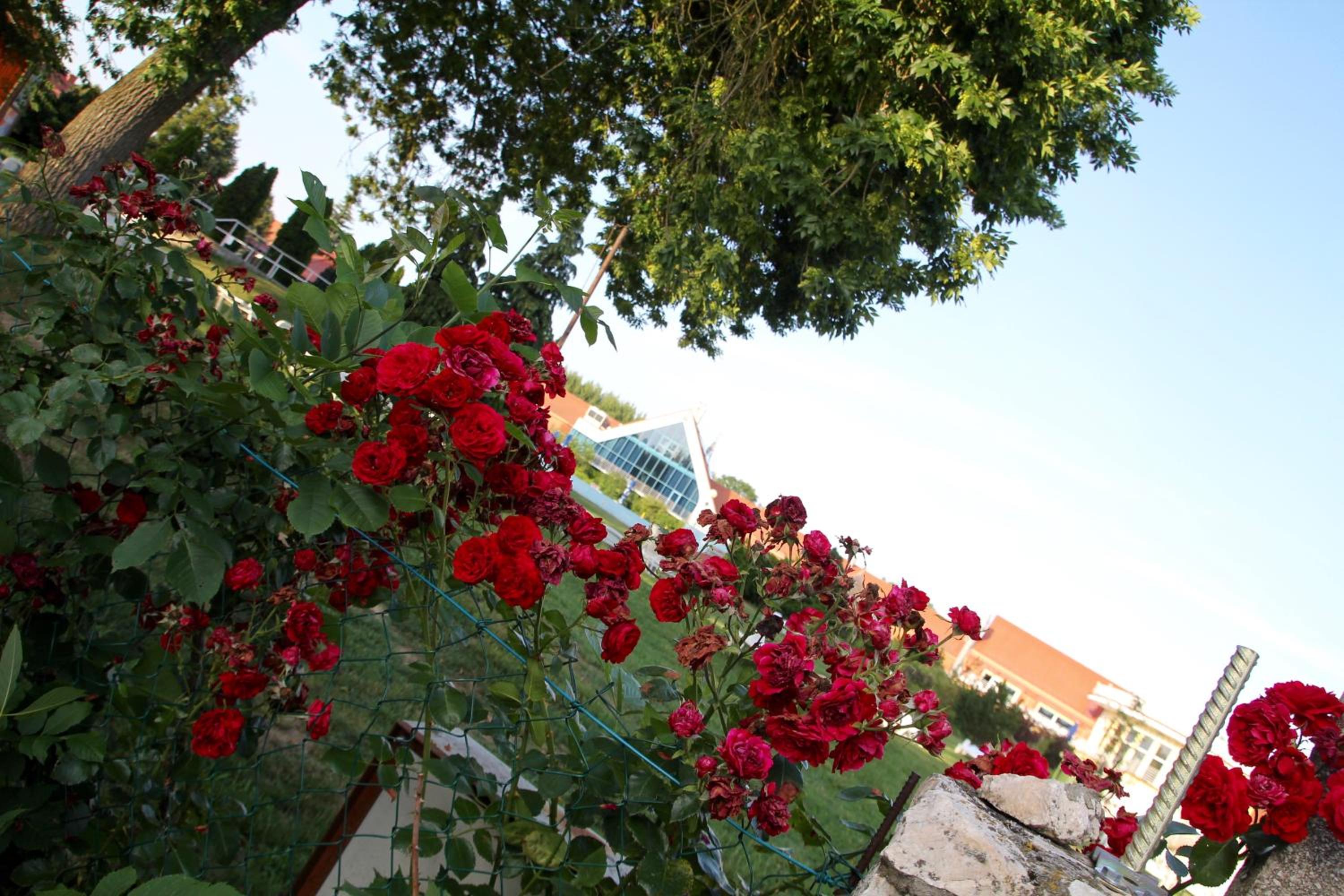 Photo 44