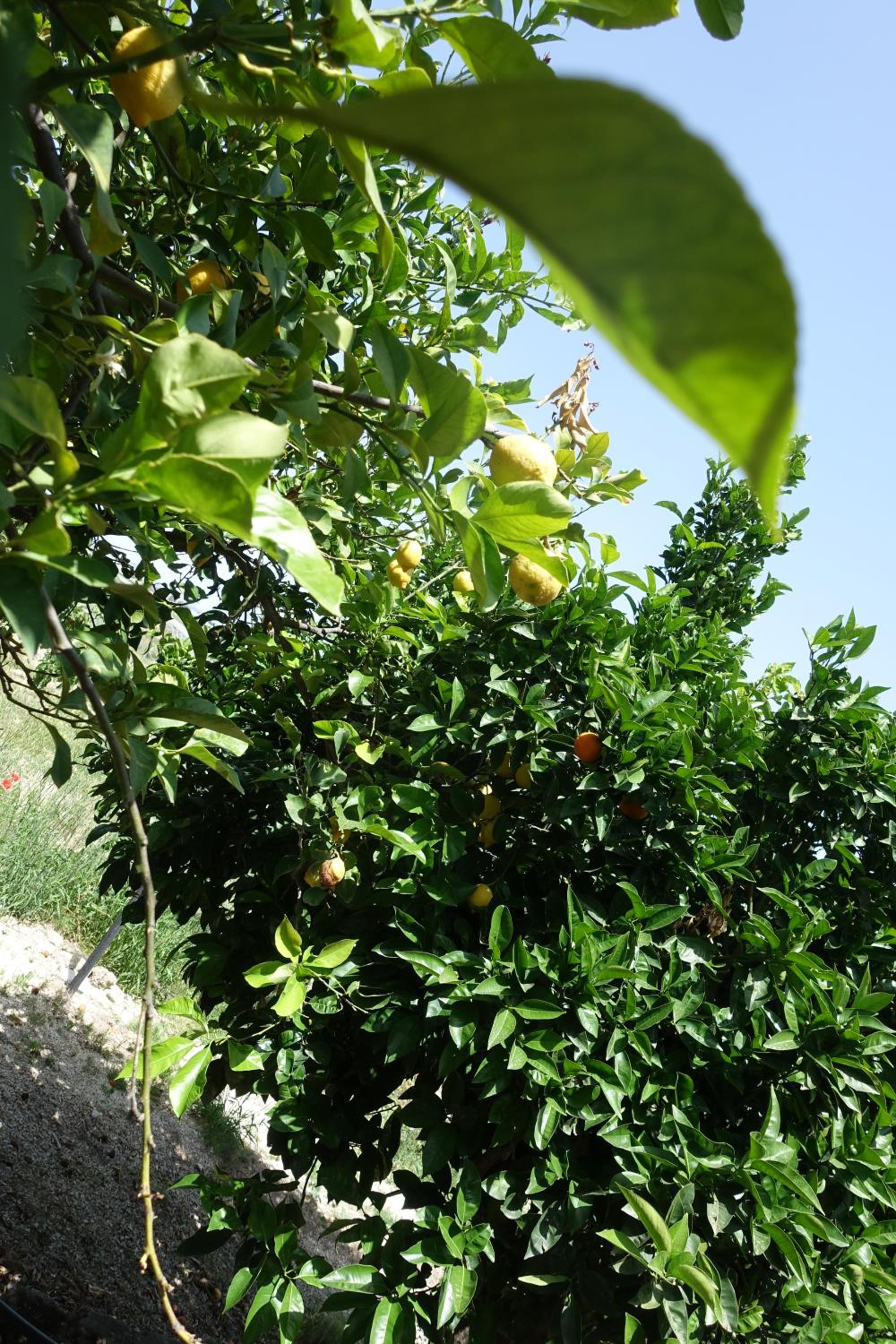 Agriturismo Baglio San Nicola
