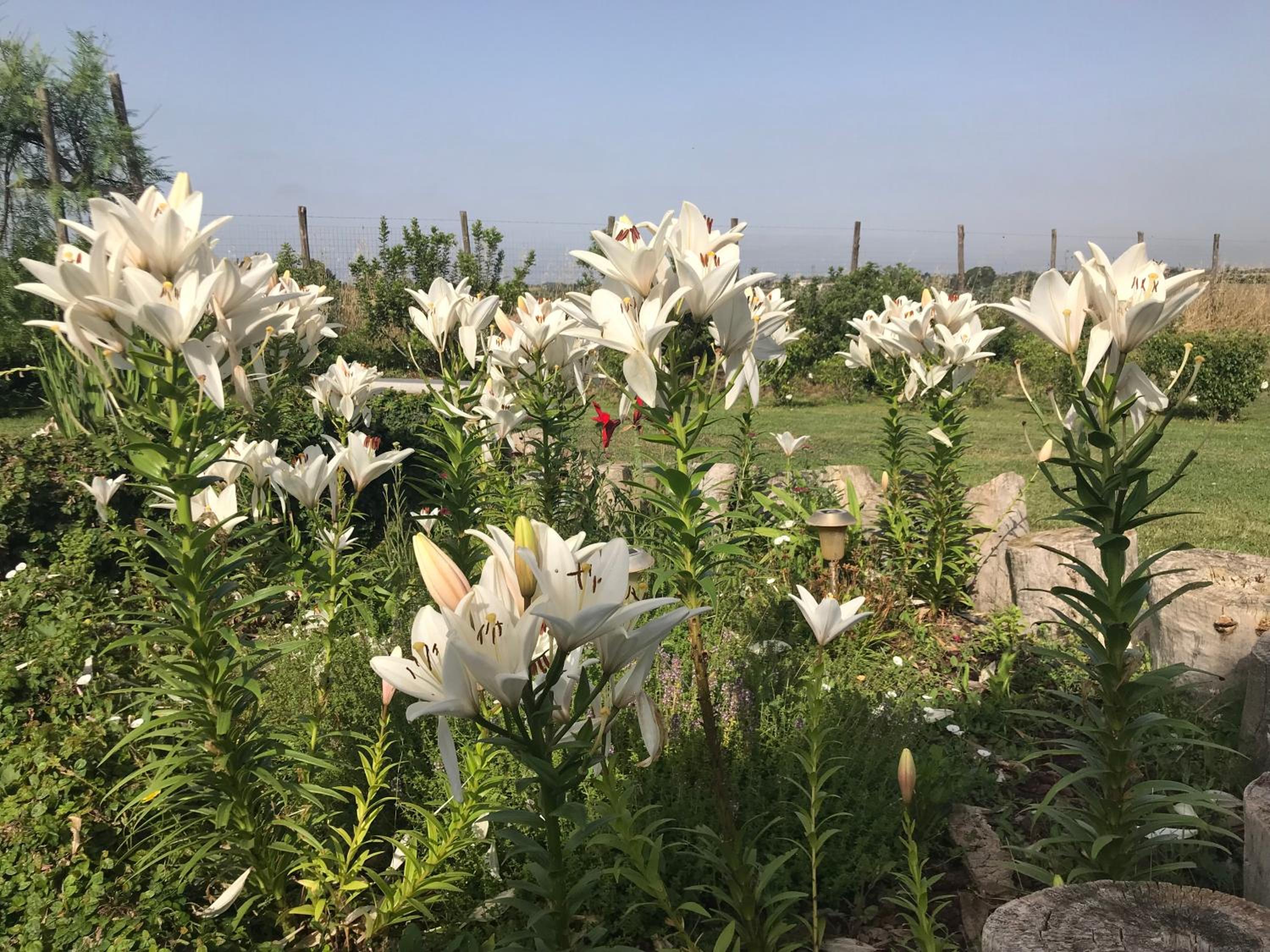 La collina delle fonti