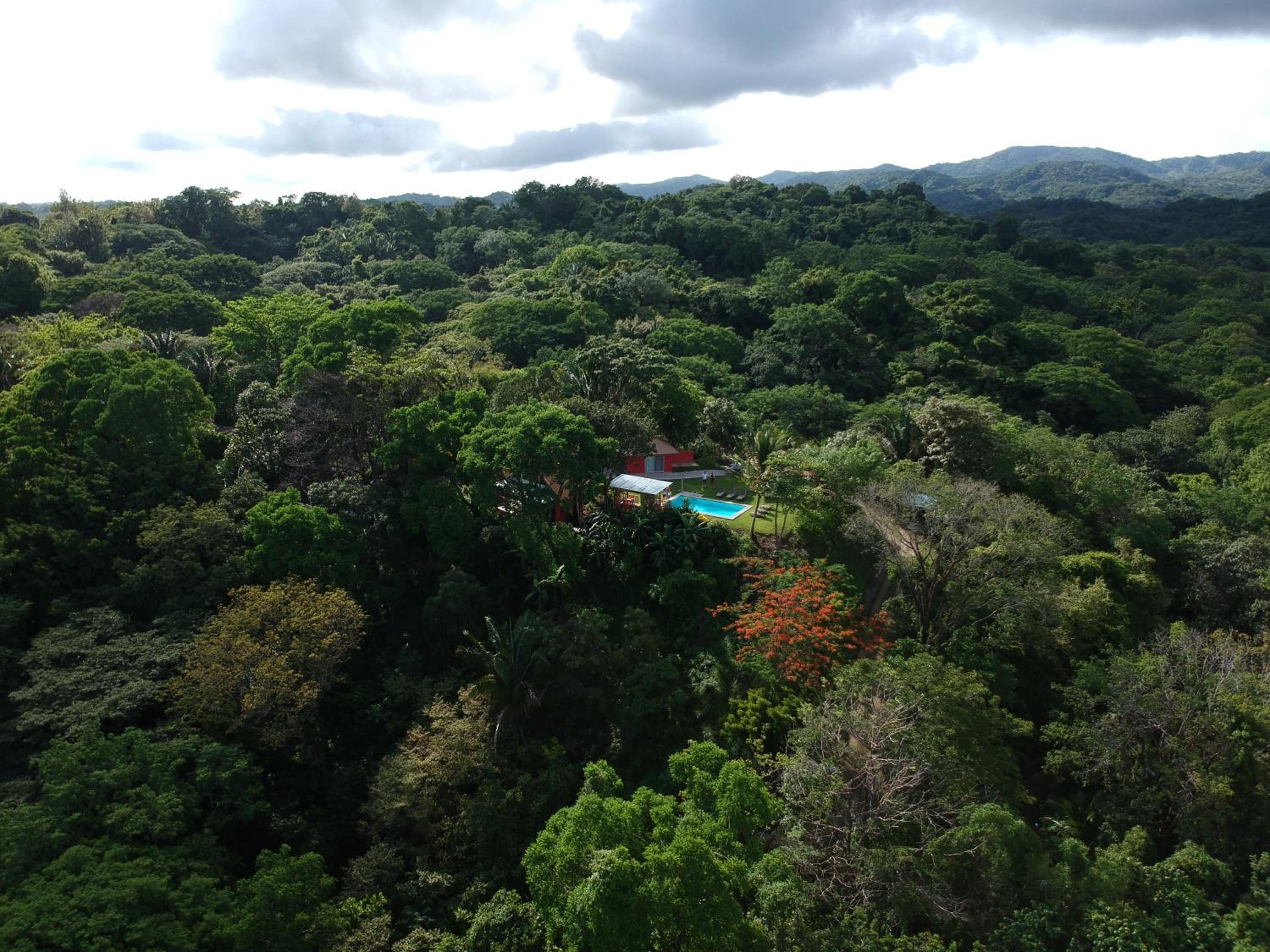 El nido rojo