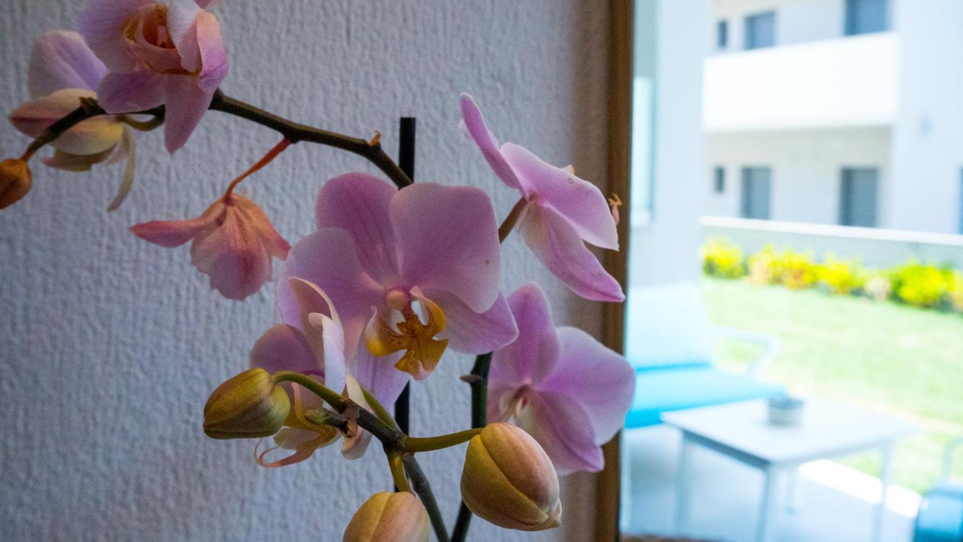 Costa Domus Blue Luxury Apartments