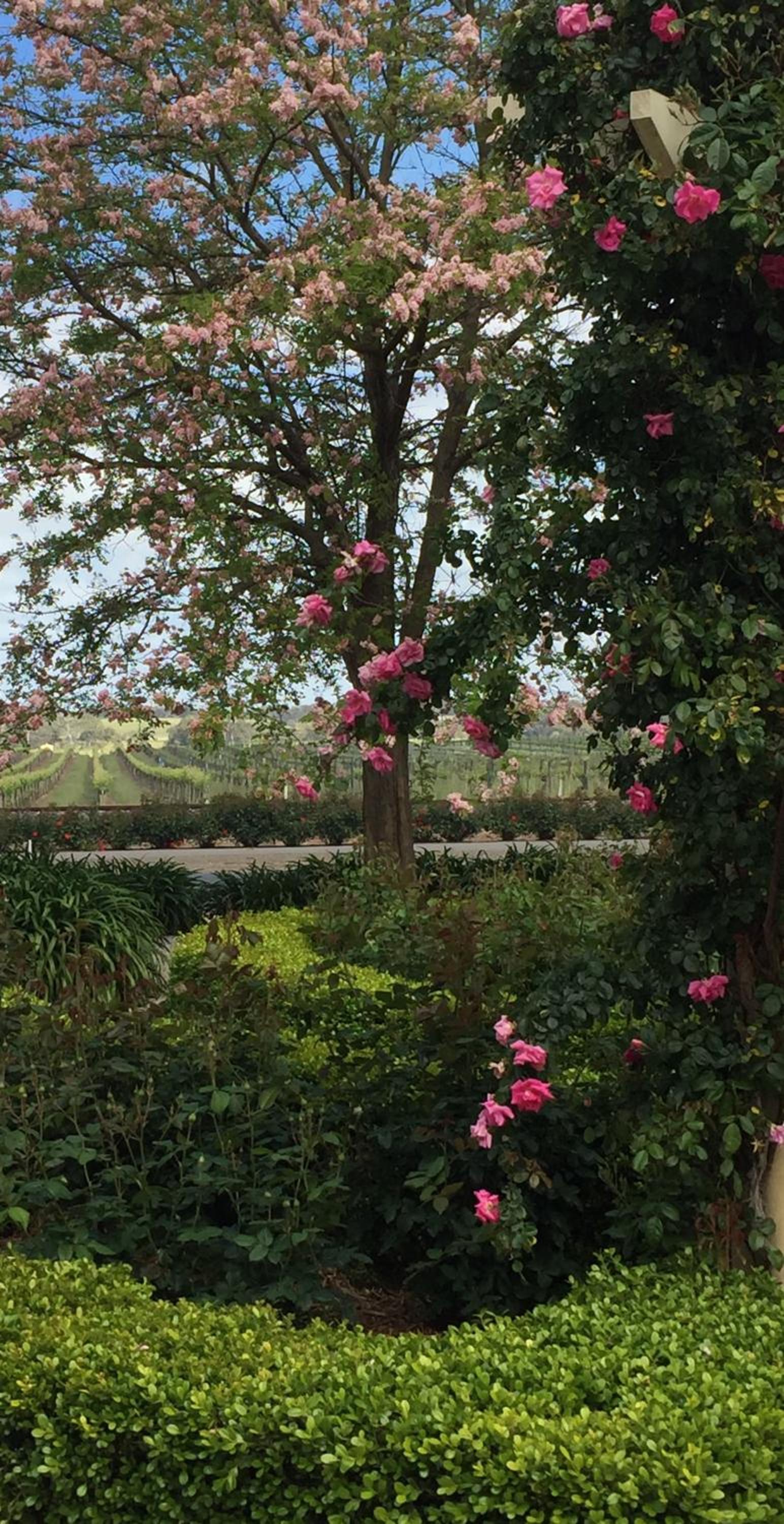 Barossa House