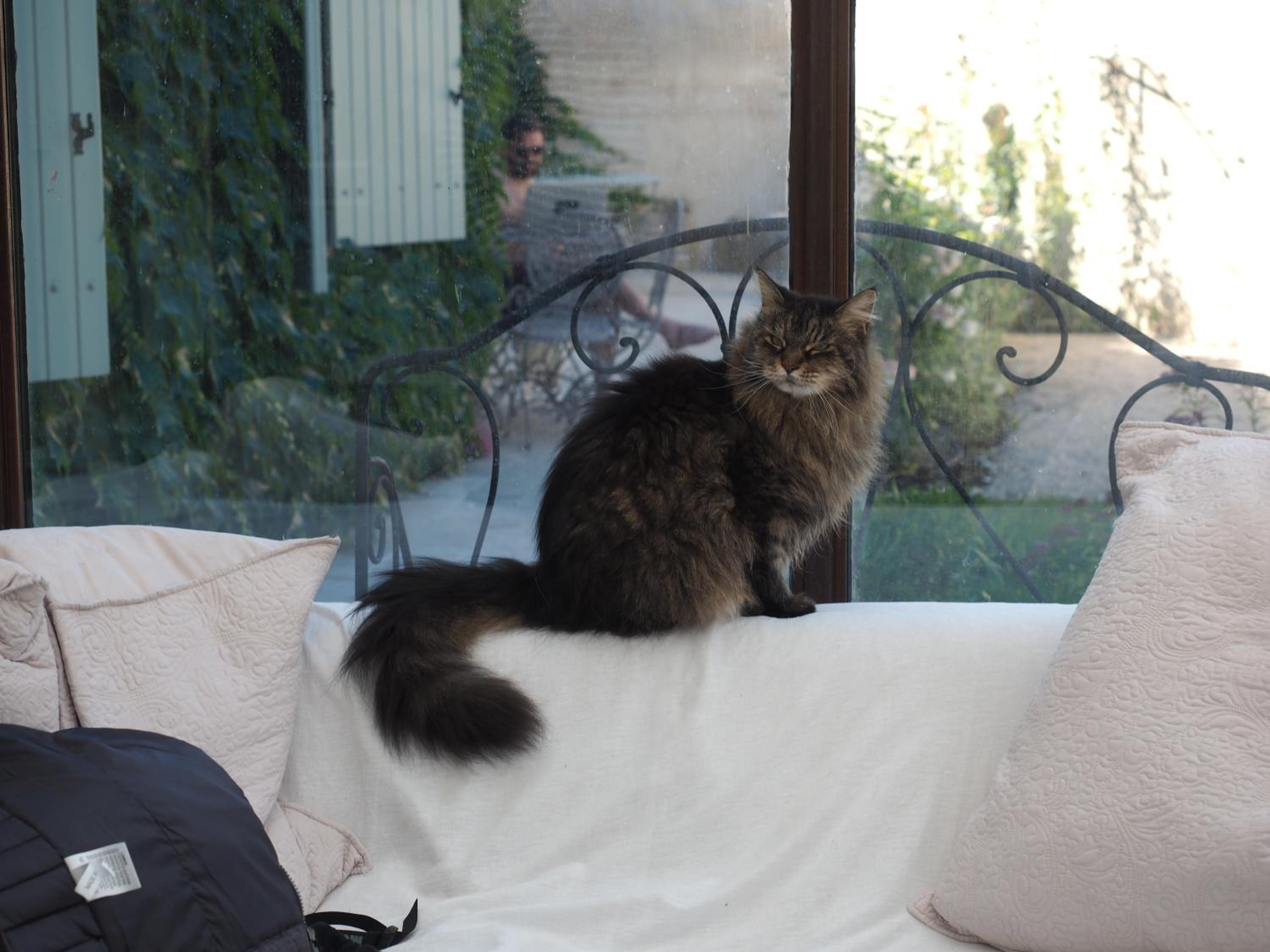 Le Chat Sur Le Toit