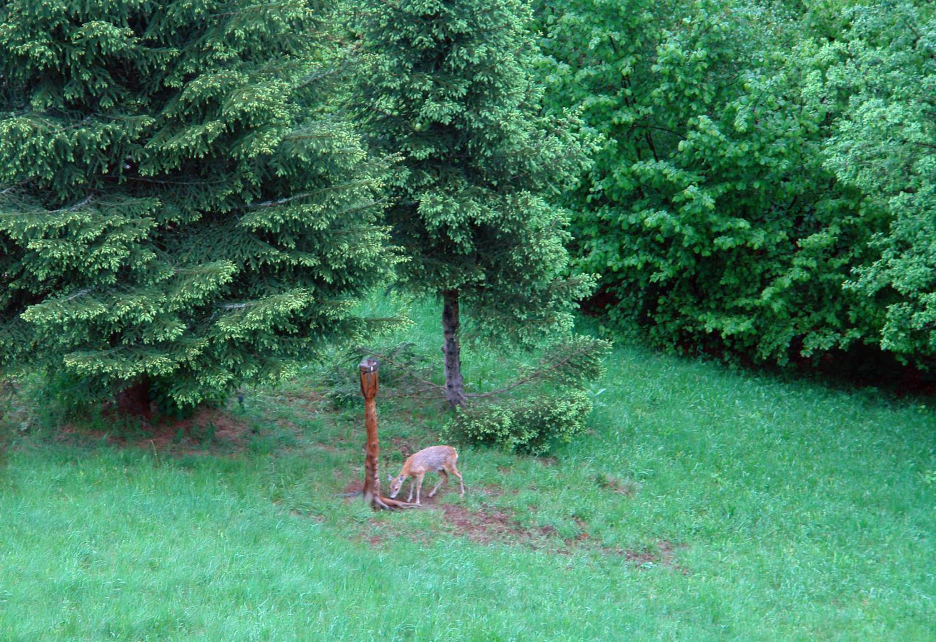 Photo 32