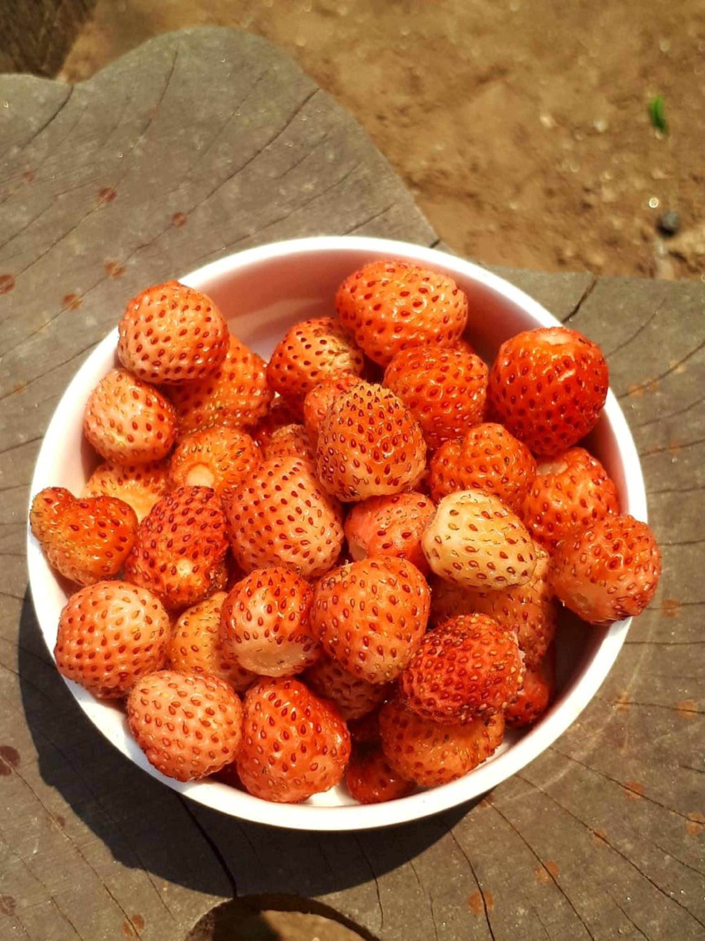 Trinetra Orchards