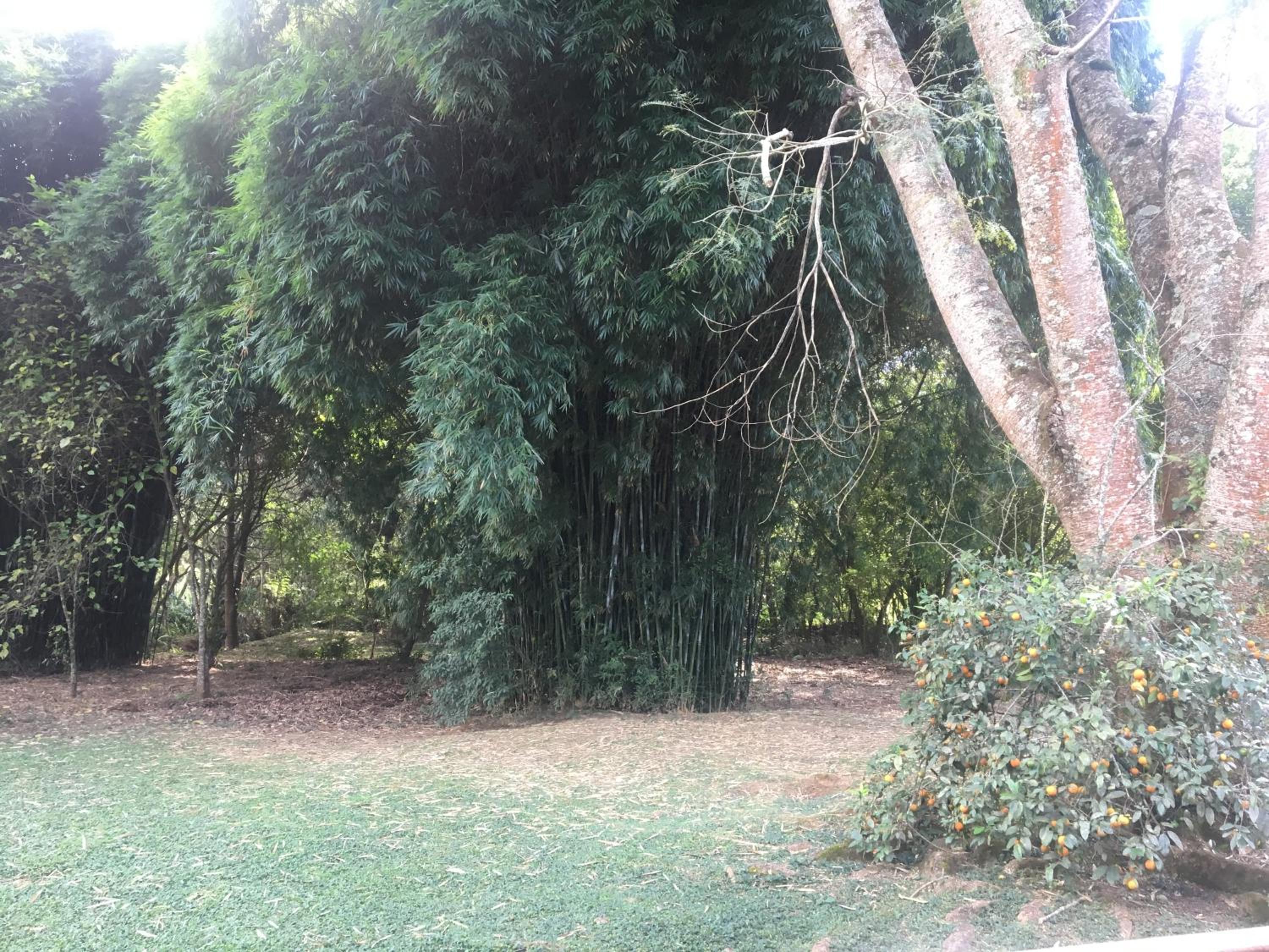 Calcada Sao Jose