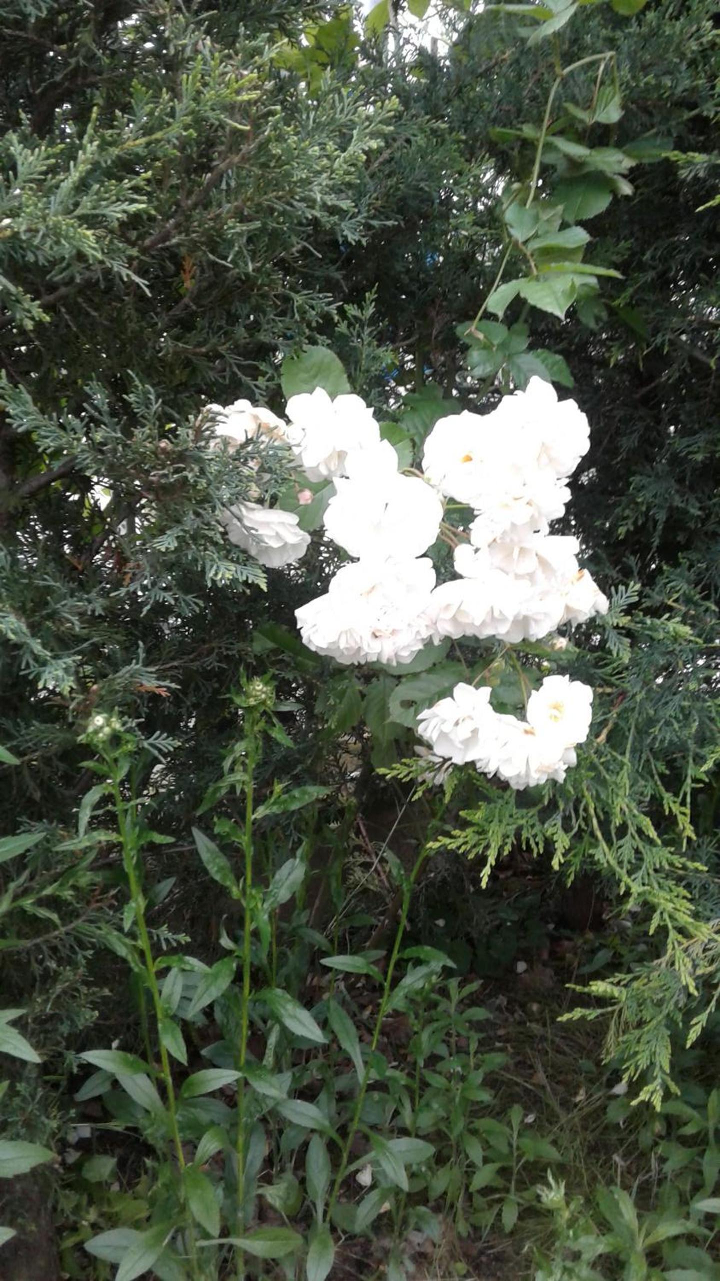 Photo 44