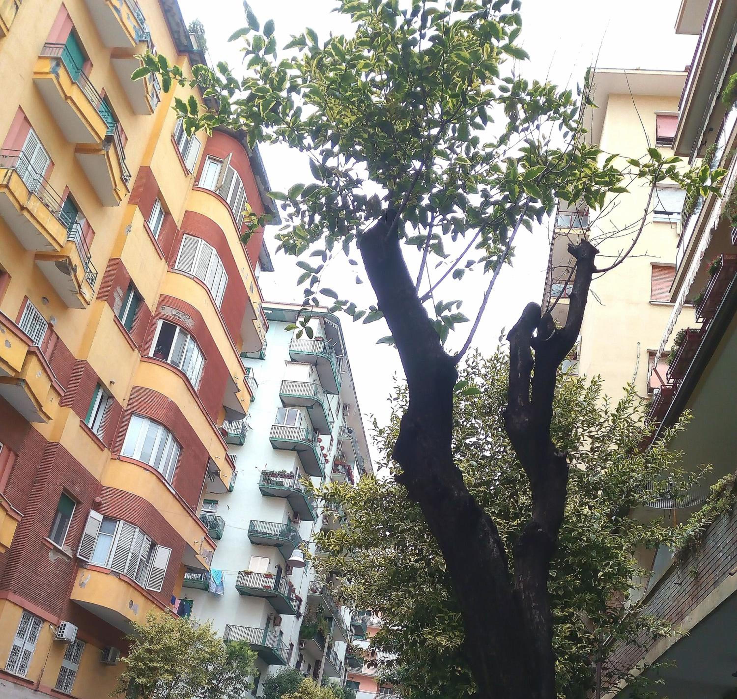 Cicicocó