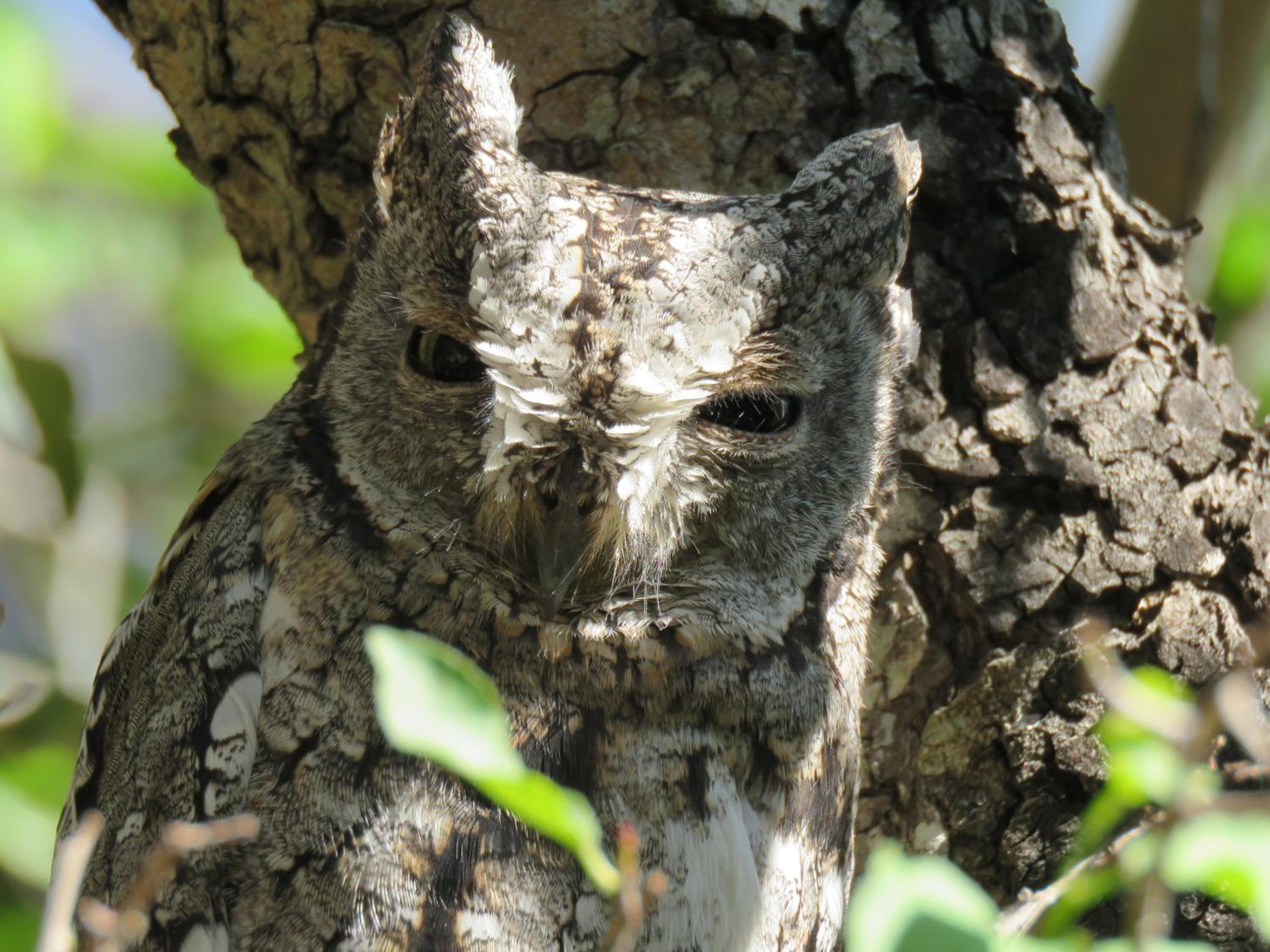 Bushbaby River Lodge