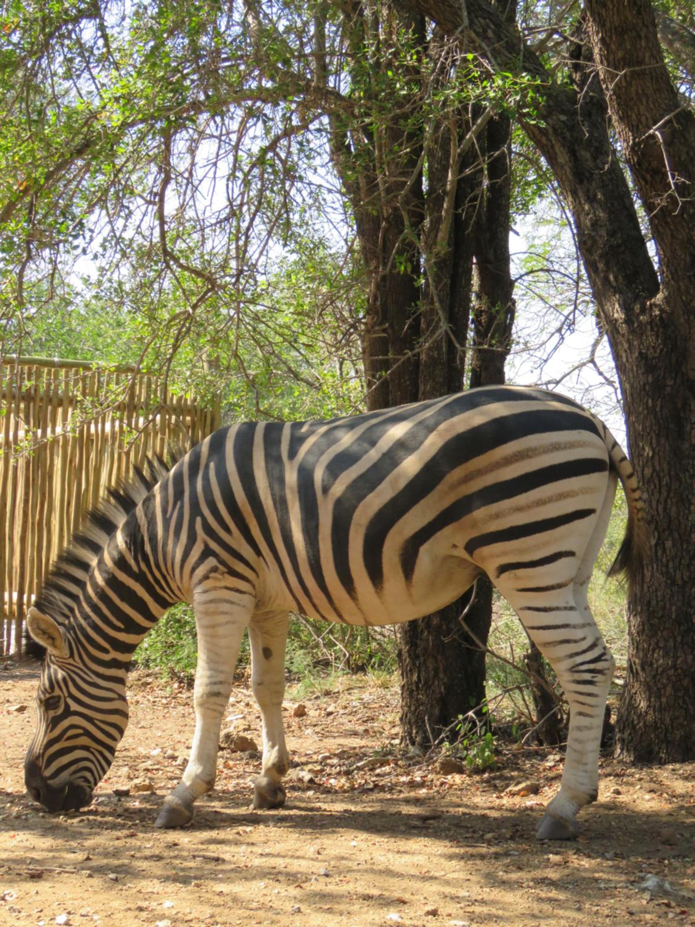 Bushbaby River Lodge
