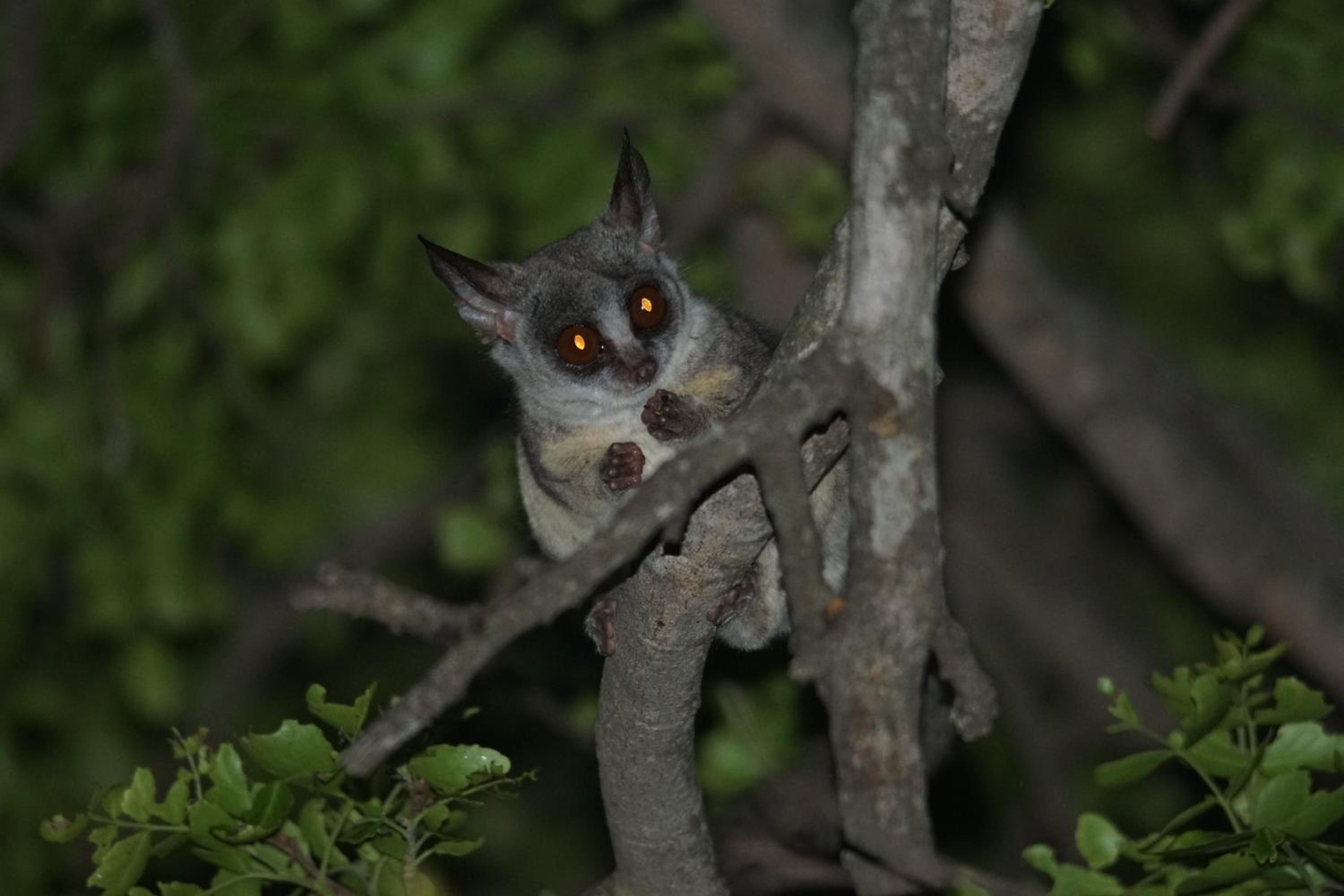 Bushbaby River Lodge